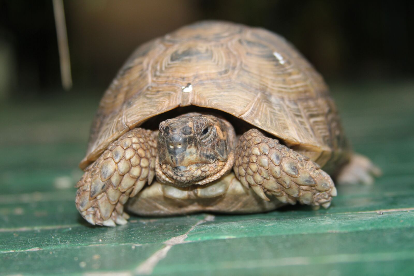 Canon EOS 7D sample photo. Turtle, garden, animal photography