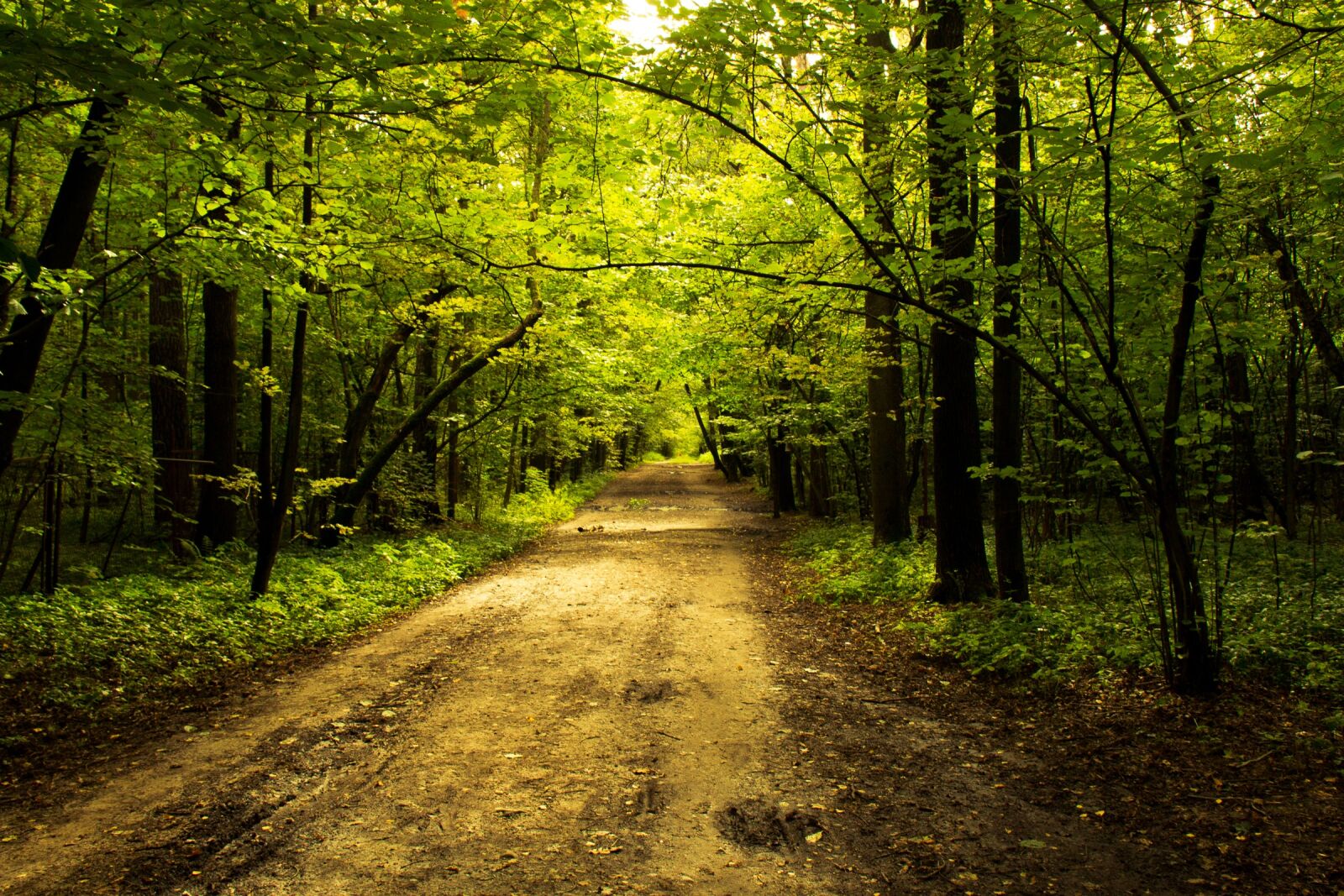 Canon EOS 70D sample photo. Nature, park, alley photography