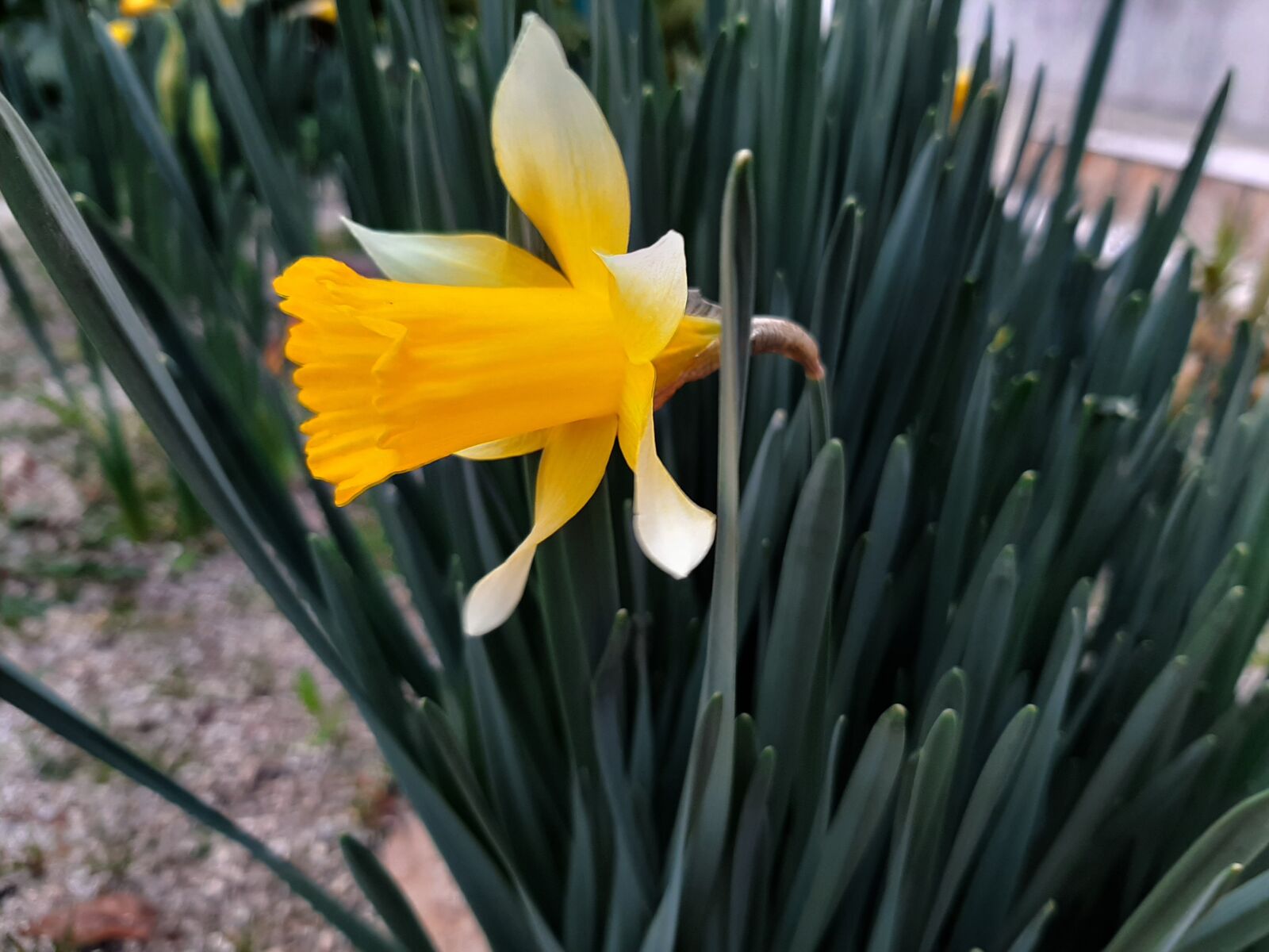 Samsung Galaxy A50 sample photo. Flor, amarela, natureza photography
