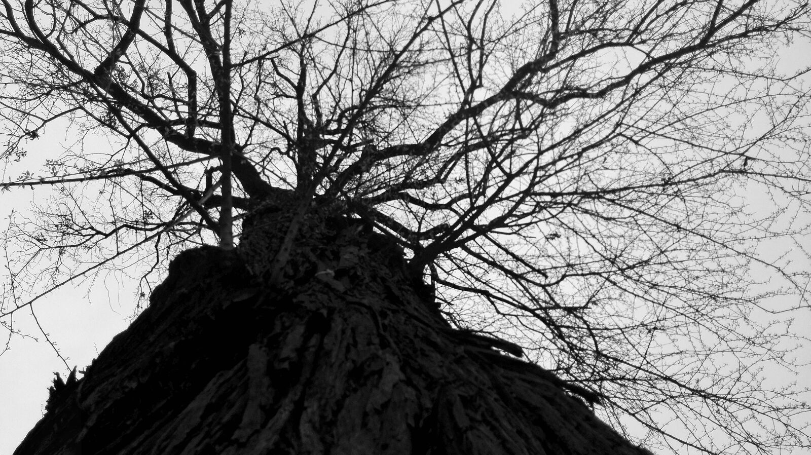 HUAWEI P8 Lite sample photo. Black, and, white, tree photography