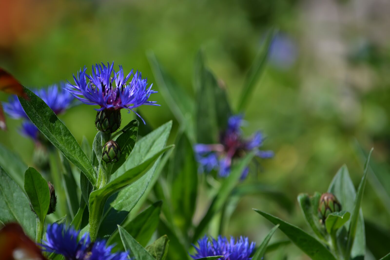 Nikon D5200 sample photo. Flowers, field, spring photography