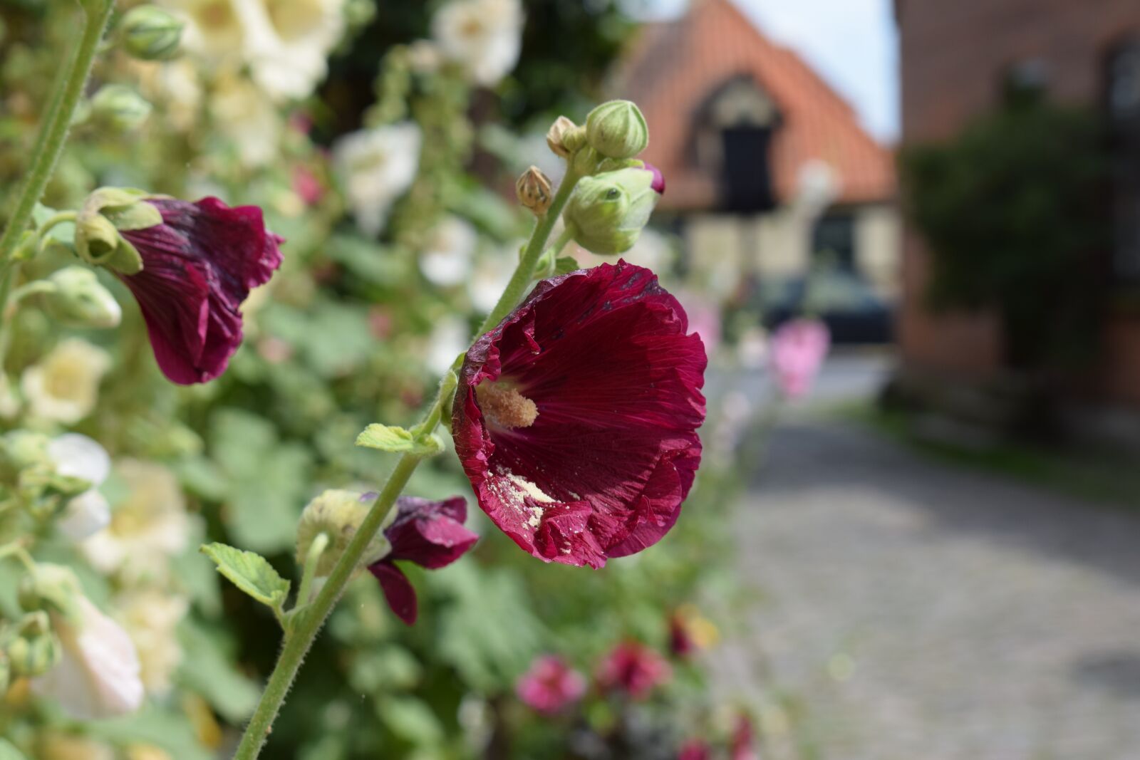 Nikon D3300 sample photo. Hollyhock, purple, garden photography