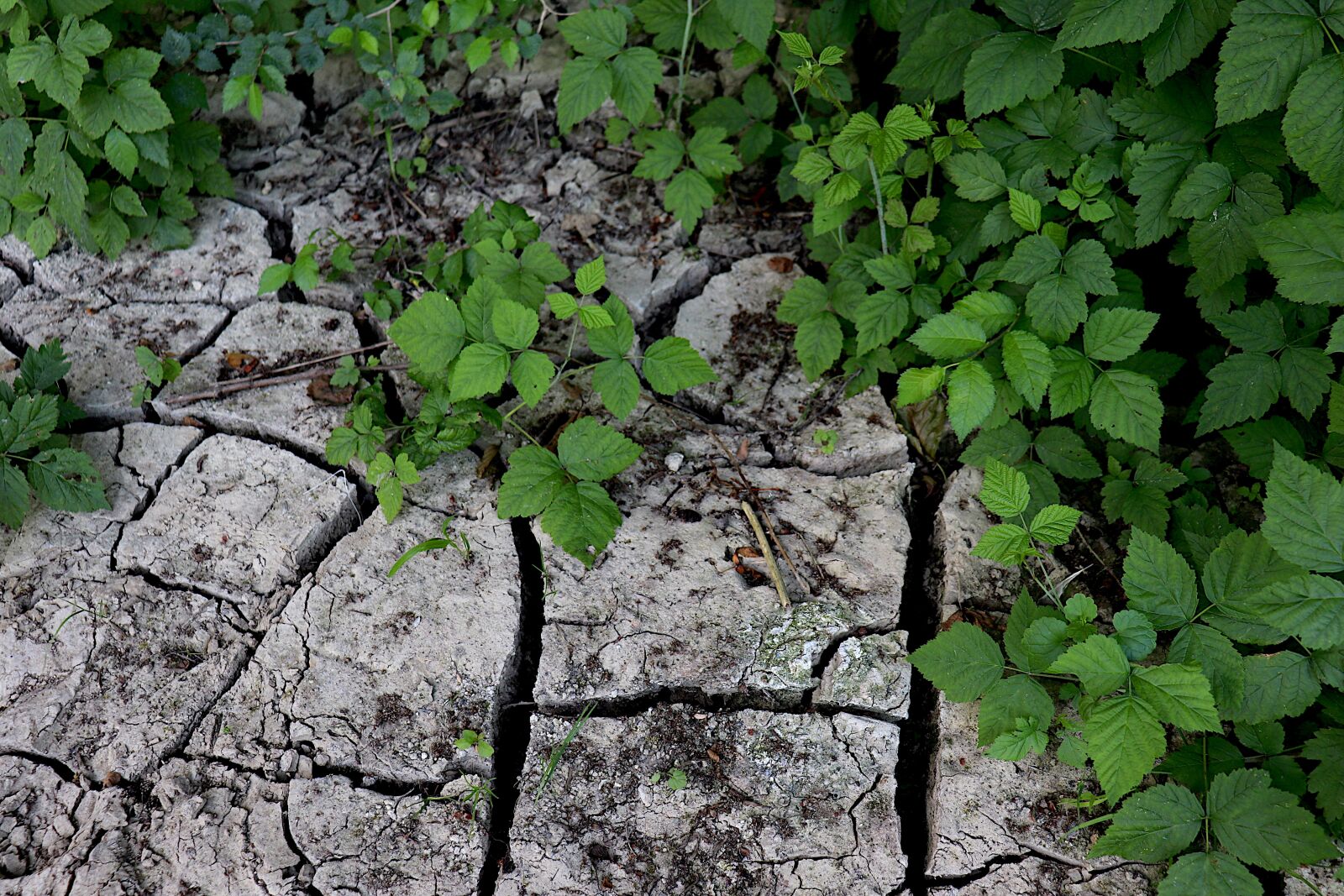 Canon EOS 800D (EOS Rebel T7i / EOS Kiss X9i) sample photo. Ground cracked, cracks, dried photography