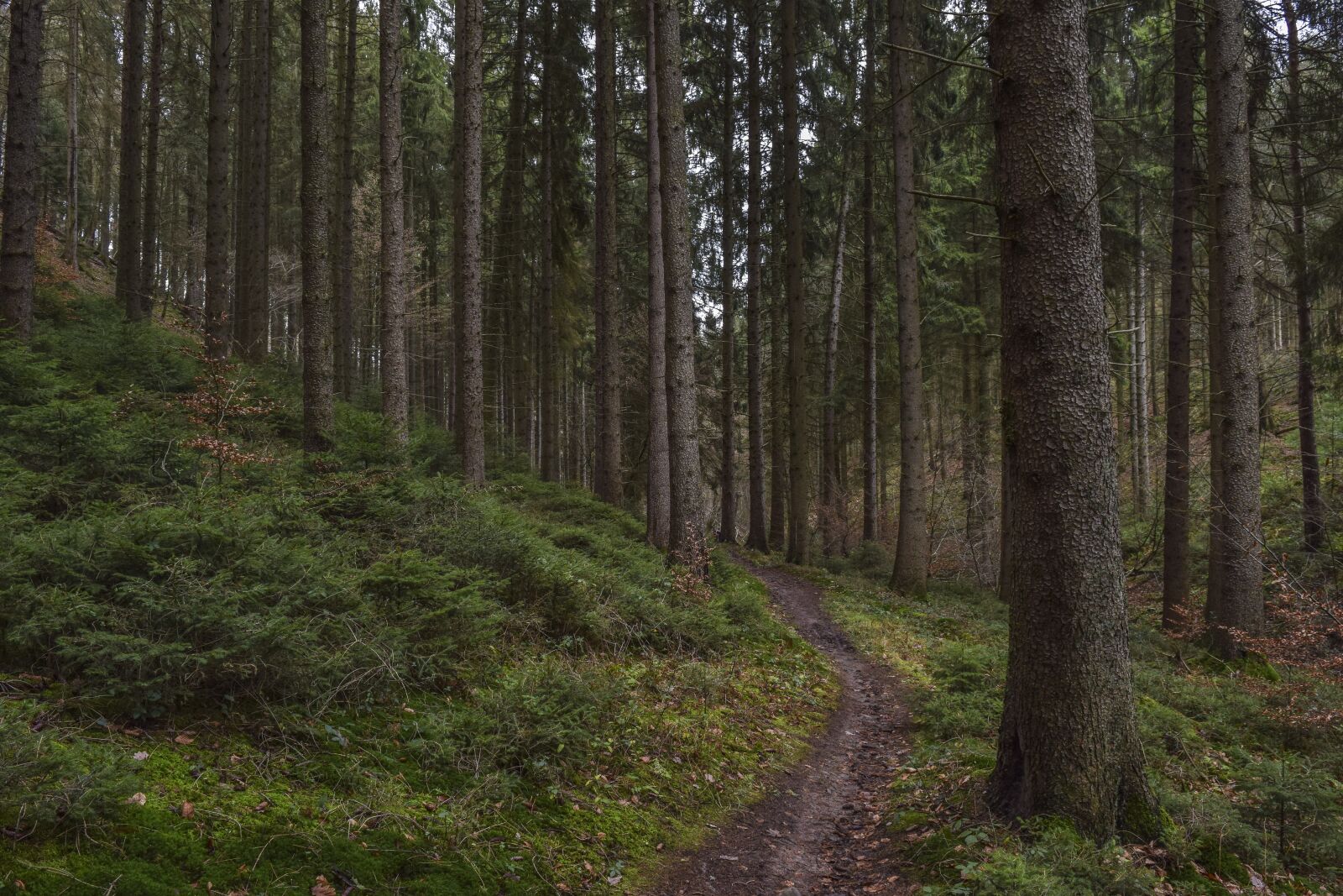 Nikon D3300 sample photo. Forest, nature, landscape photography