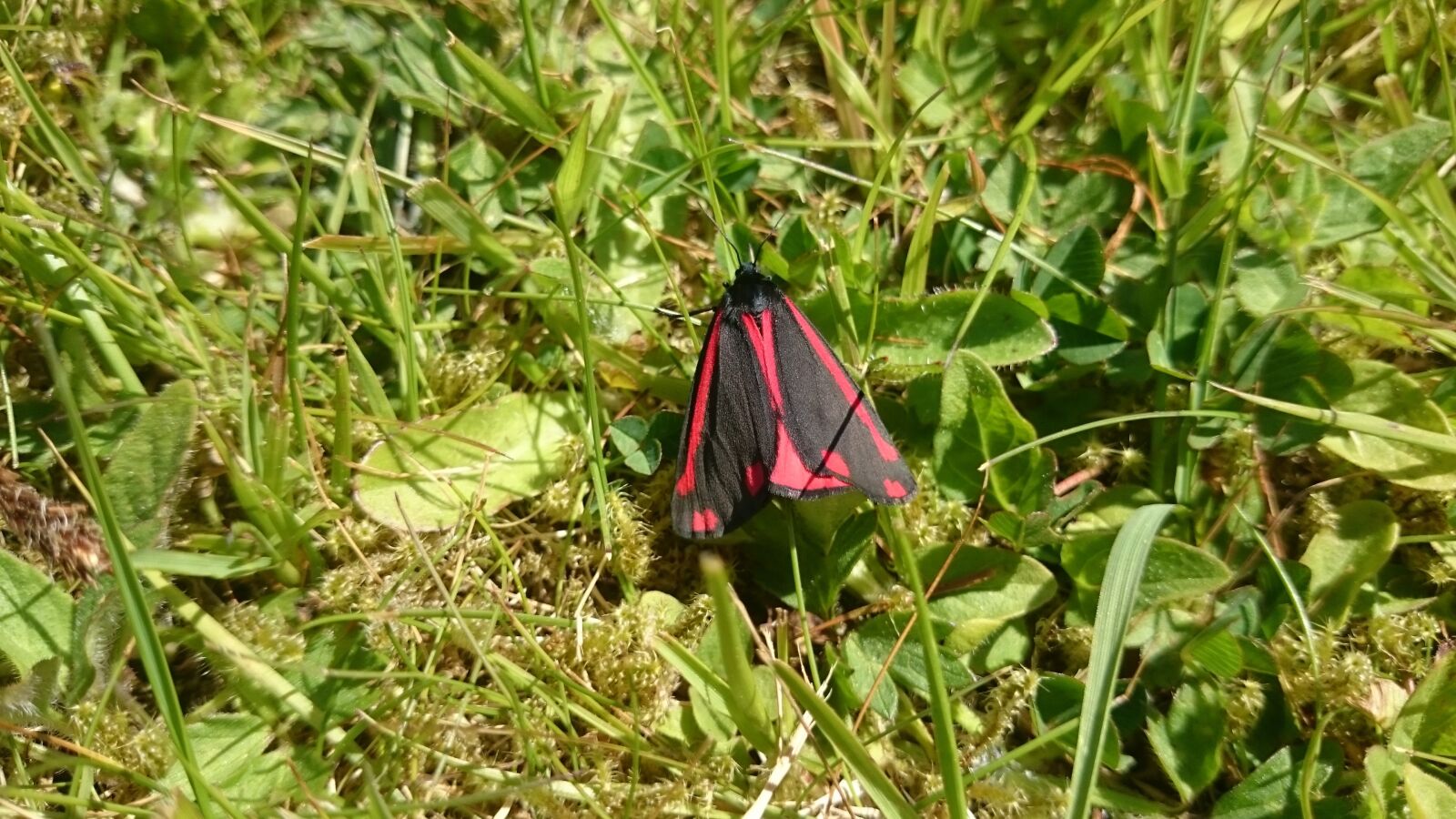 Sony Xperia Z2 sample photo. Moth, cinnabar moth, cinnabar photography