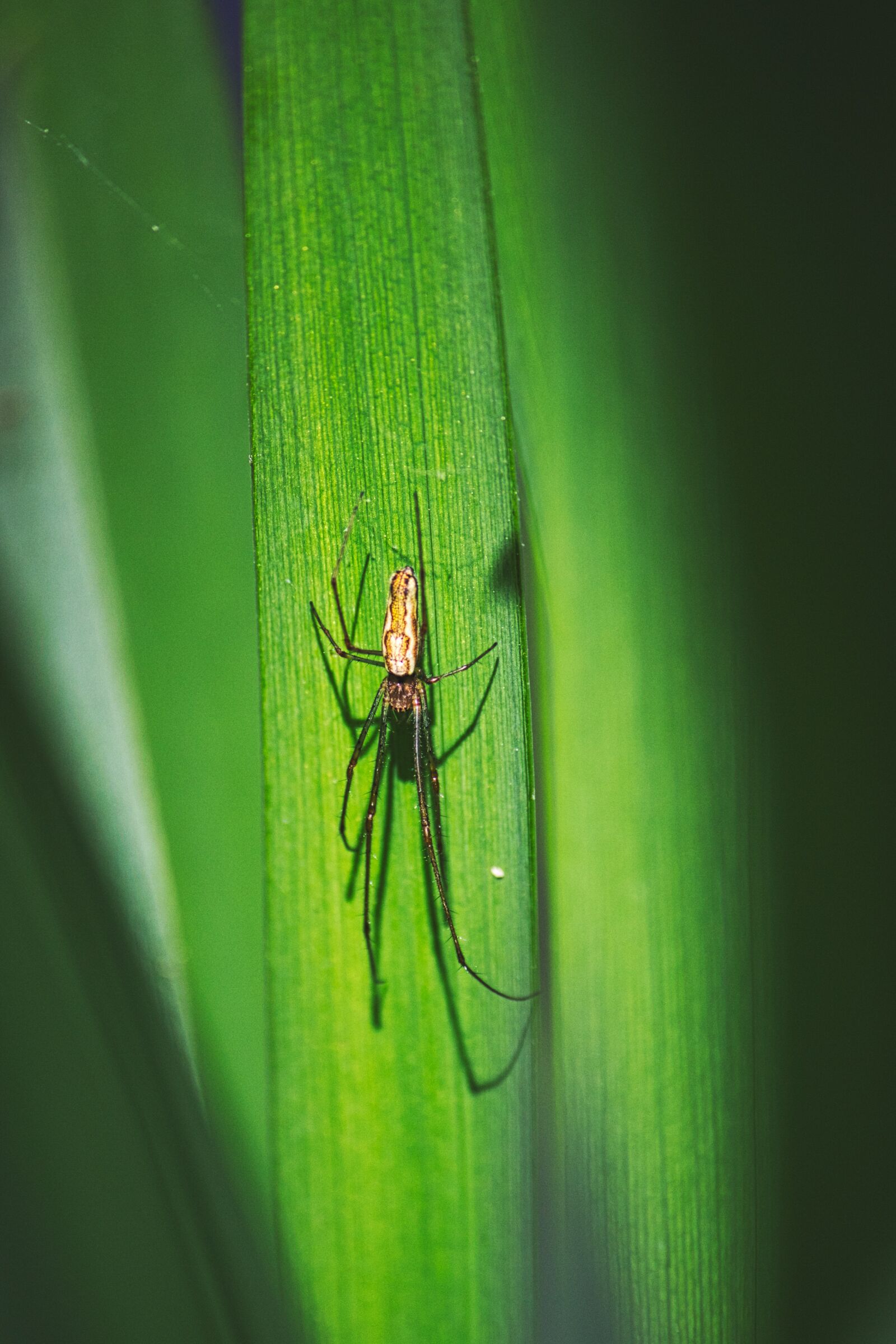 Canon EOS 600D (Rebel EOS T3i / EOS Kiss X5) sample photo. Spider, predator, arachnid photography