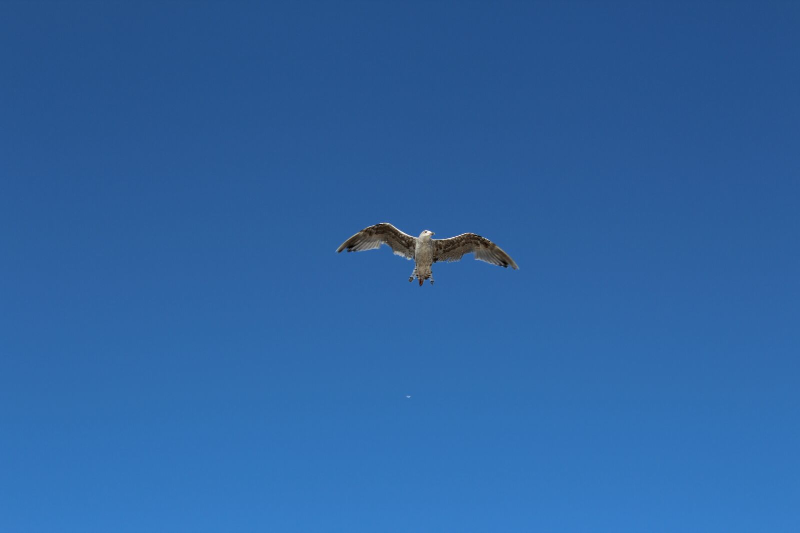 Canon EOS 1300D (EOS Rebel T6 / EOS Kiss X80) sample photo. Birds, nature, blue sky photography