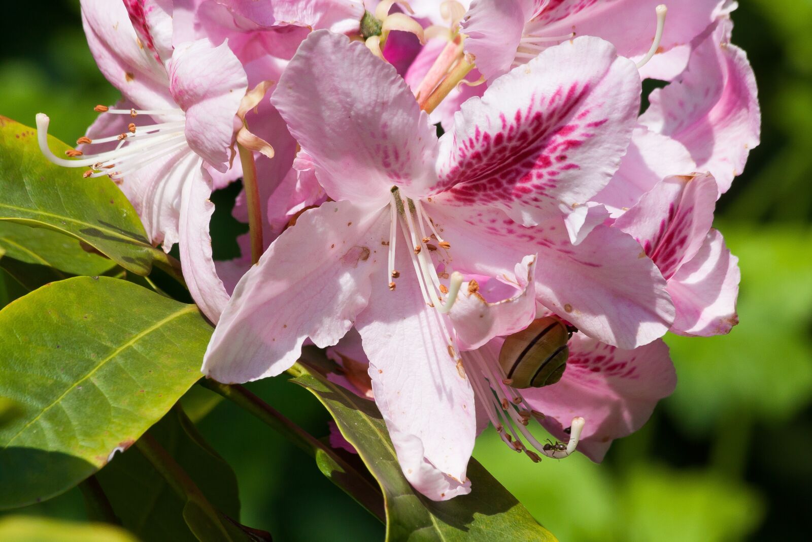 Canon EOS 50D sample photo. Rhododendron, traub notes, doldentraub photography