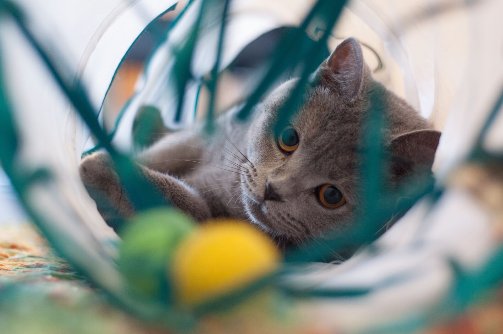 Nikon D90 sample photo. Cat, animal, domestic cat photography