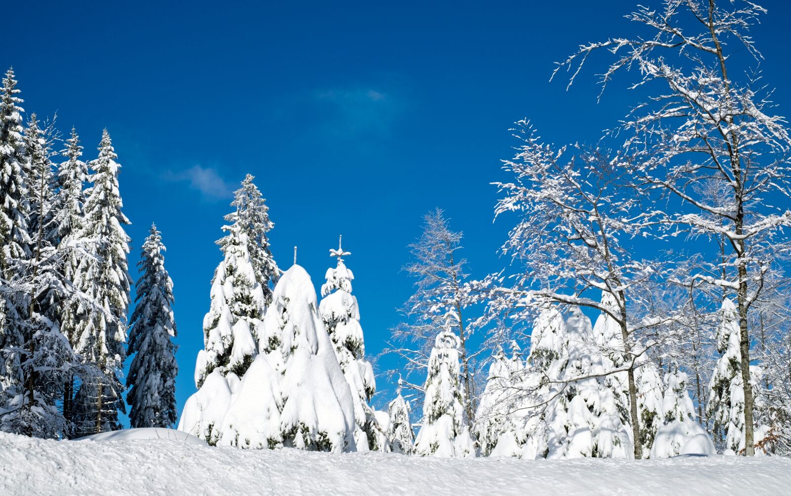 Fujifilm X-T10 + Fujifilm XF 35mm F1.4 R sample photo. Wintry, snow, firs photography