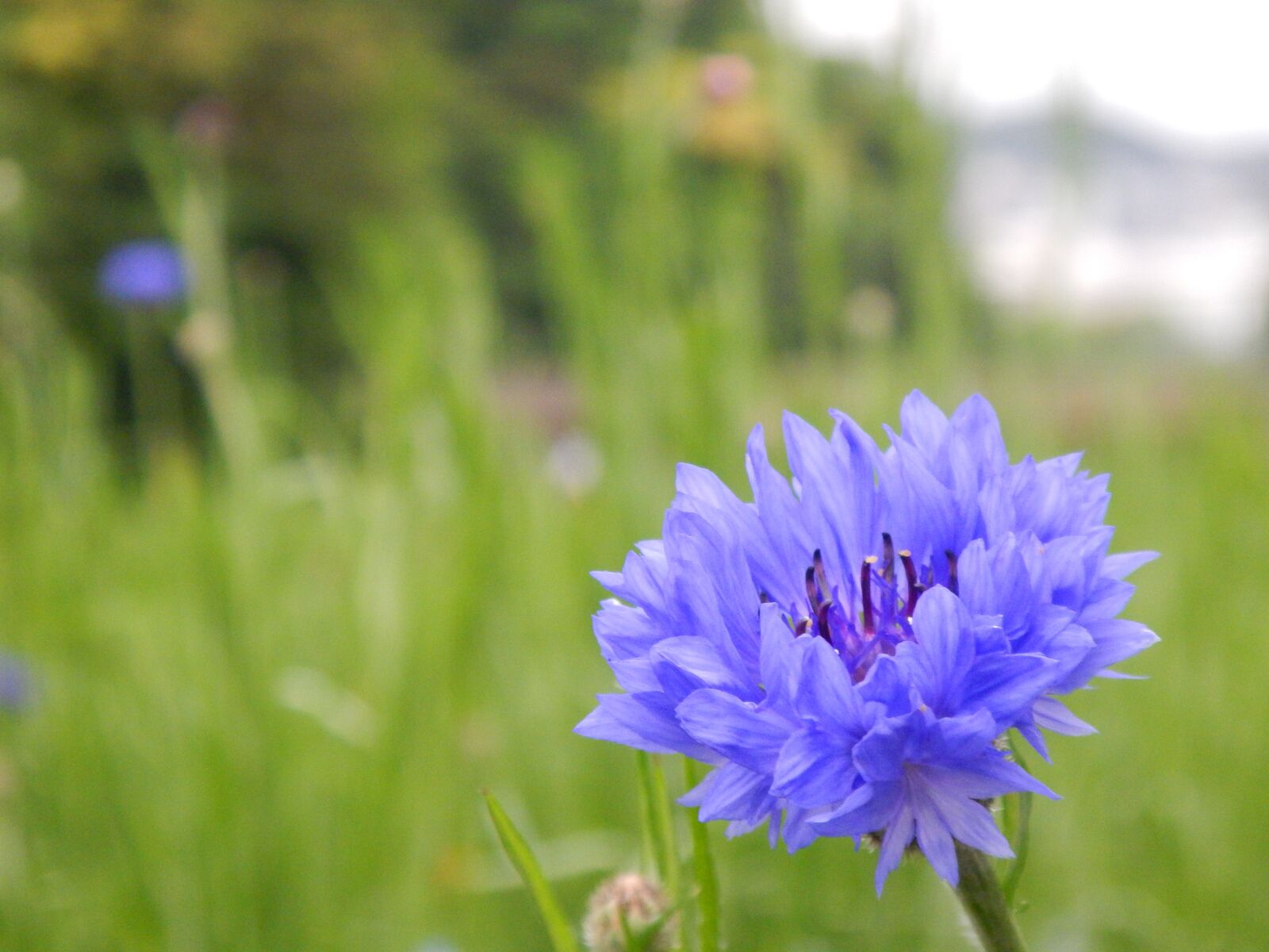 Nikon Coolpix AW110 sample photo. Flowers, blue, nemophila photography