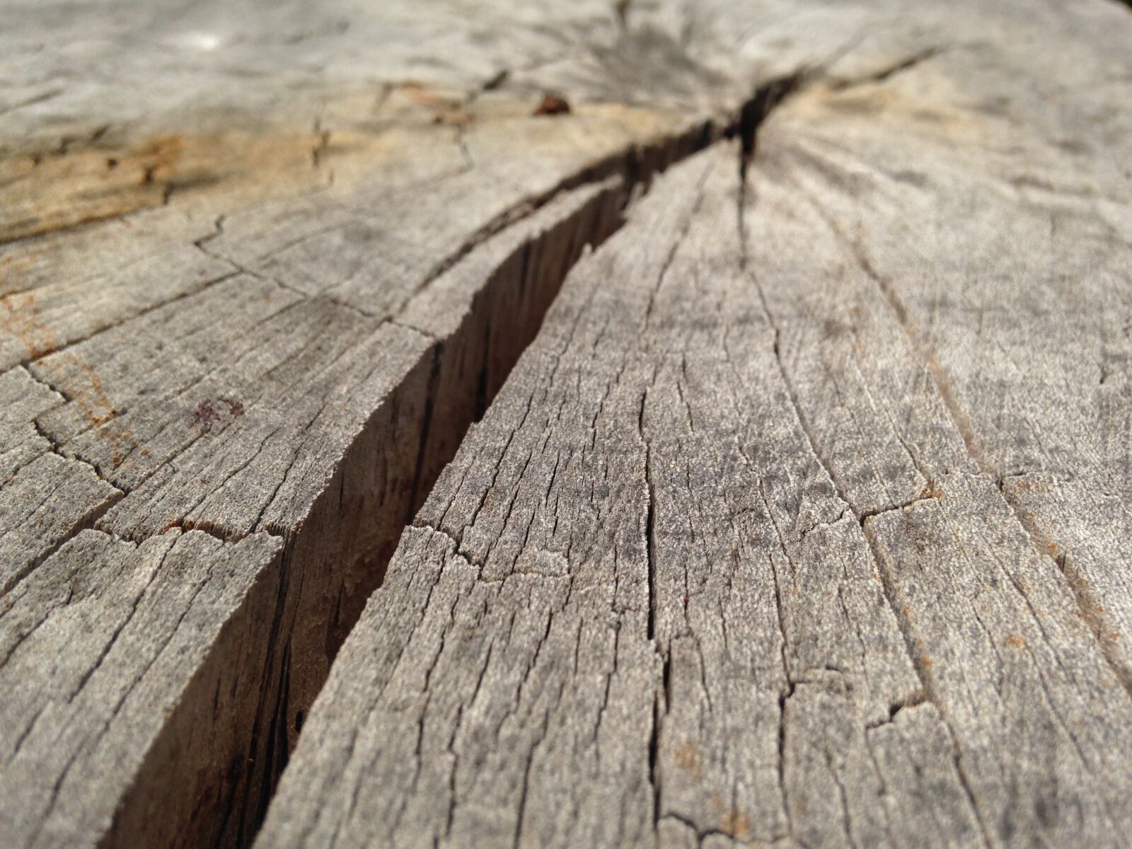 iPhone 5c back camera 4.12mm f/2.4 sample photo. Wood, crack, tree photography