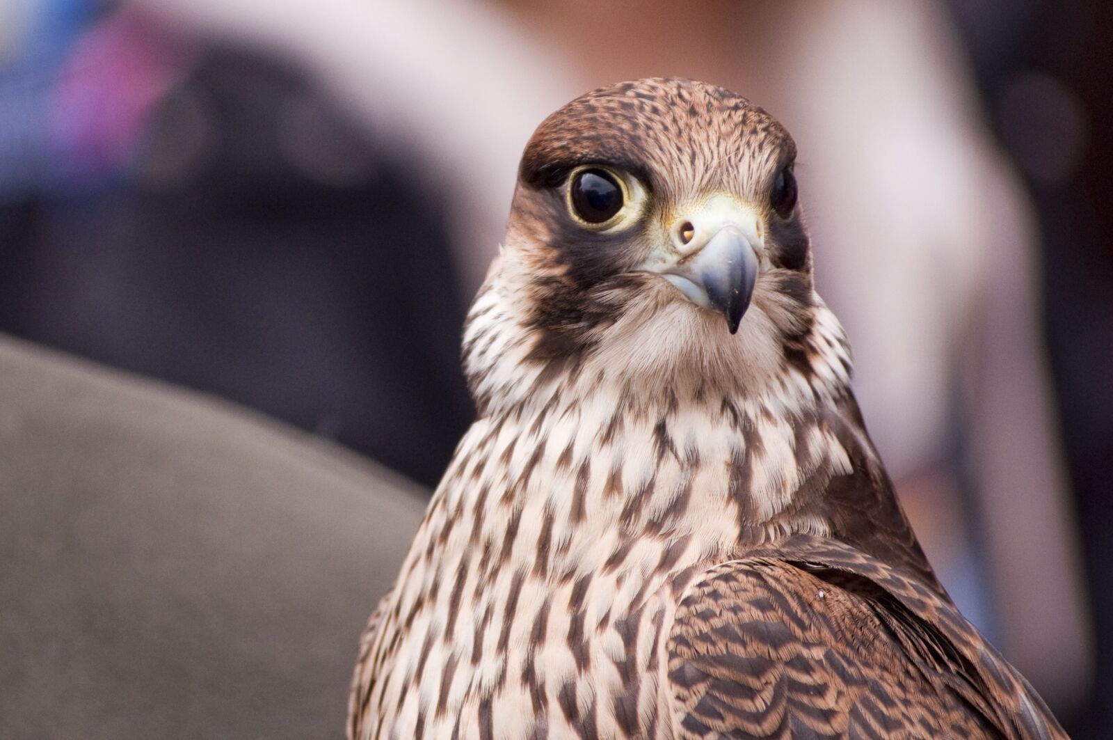 Nikon D5000 sample photo. Predatory, birds, nature photography
