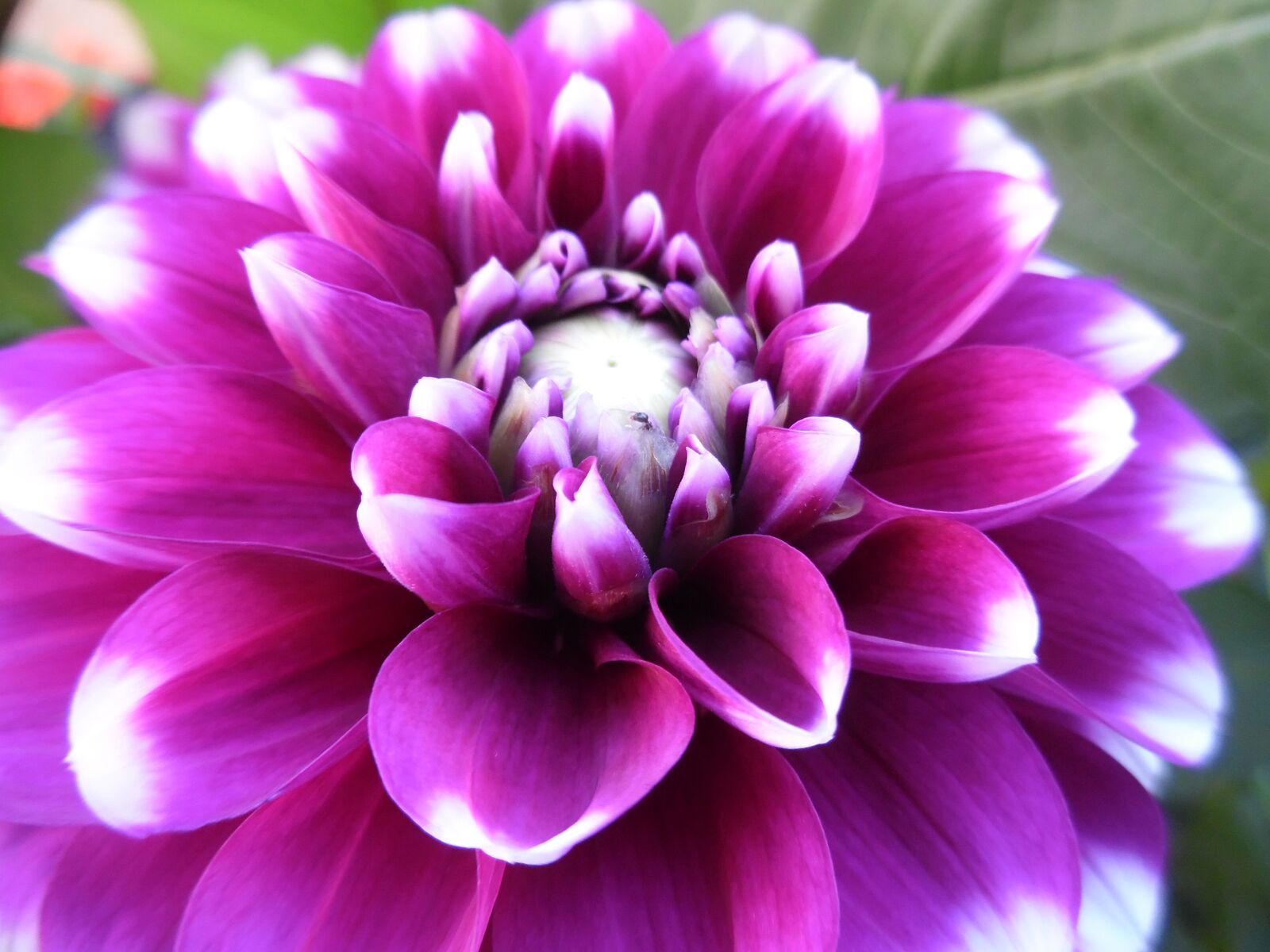 Samsung WB35F/WB36F/WB37F sample photo. Dahlia, flower, blossom photography