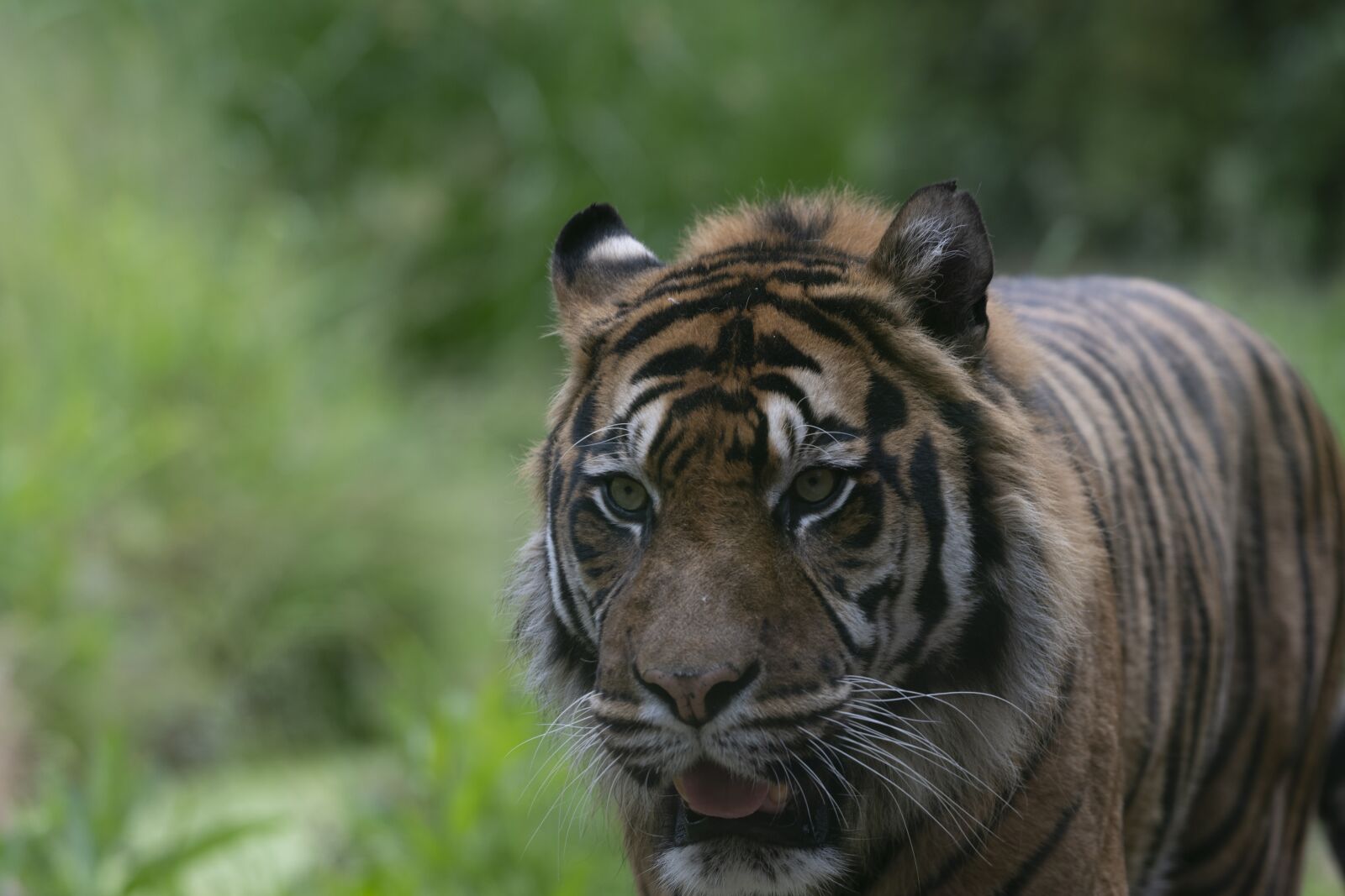 Nikon Z7 sample photo. Tiger, carnivore, zoo photography
