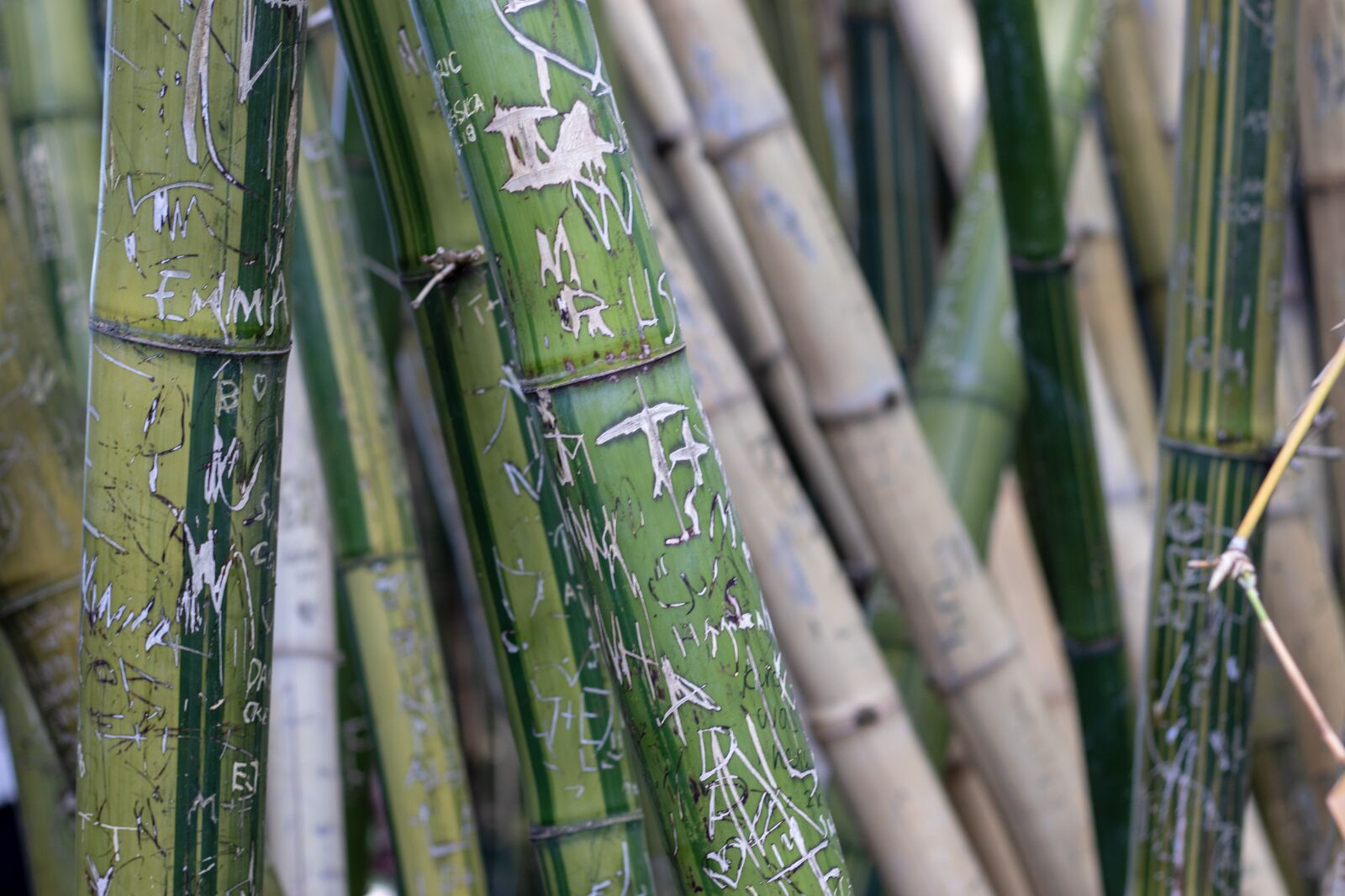 Canon EOS 200D (EOS Rebel SL2 / EOS Kiss X9) + Canon EF 50mm F1.8 STM sample photo. Bamboo, graffiti, green photography