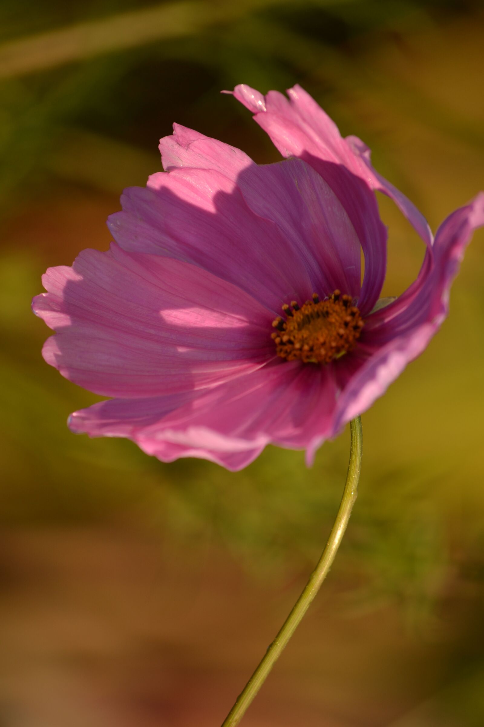 Nikon D3100 sample photo. Cosmea, pink, flower photography