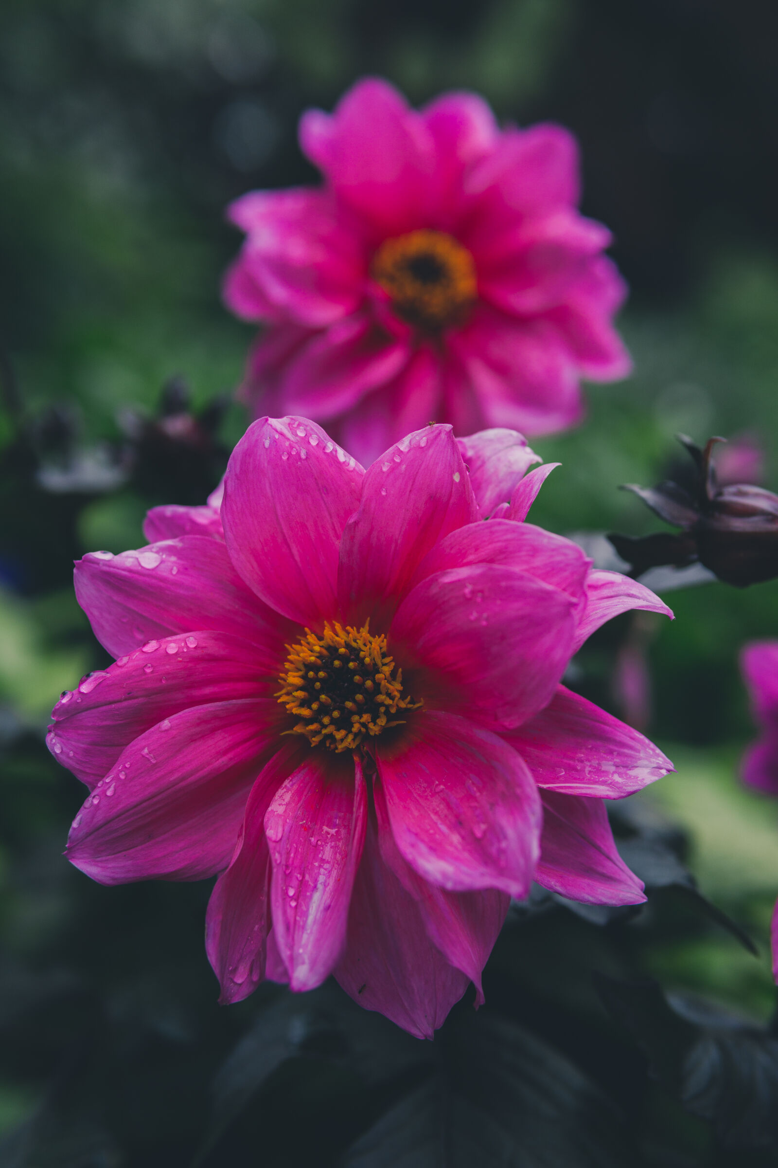 30mm F1.4 DC DN | Contemporary 016 sample photo