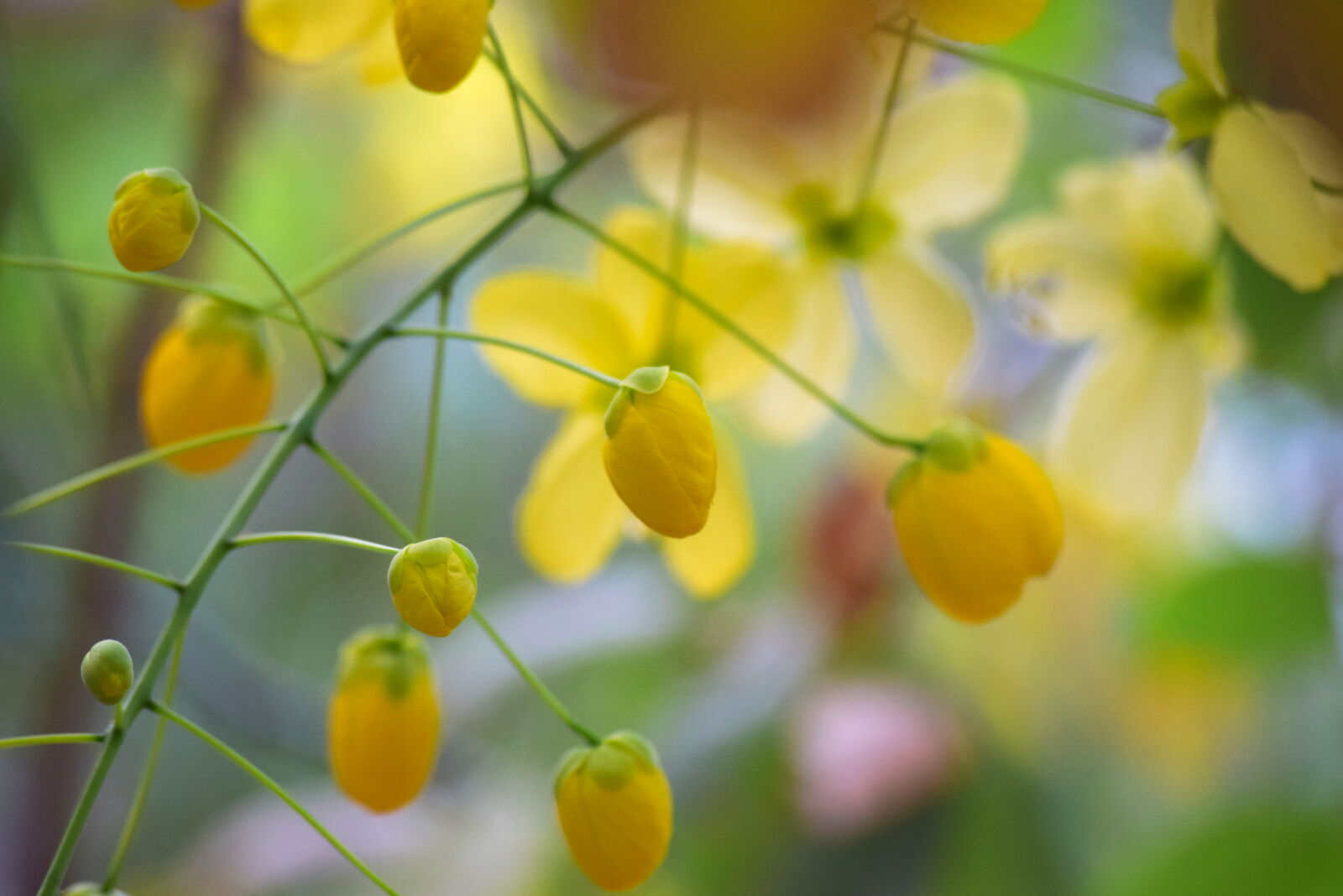 Nikon D3300 sample photo. Beautiful, flowers, yellow, flowers photography