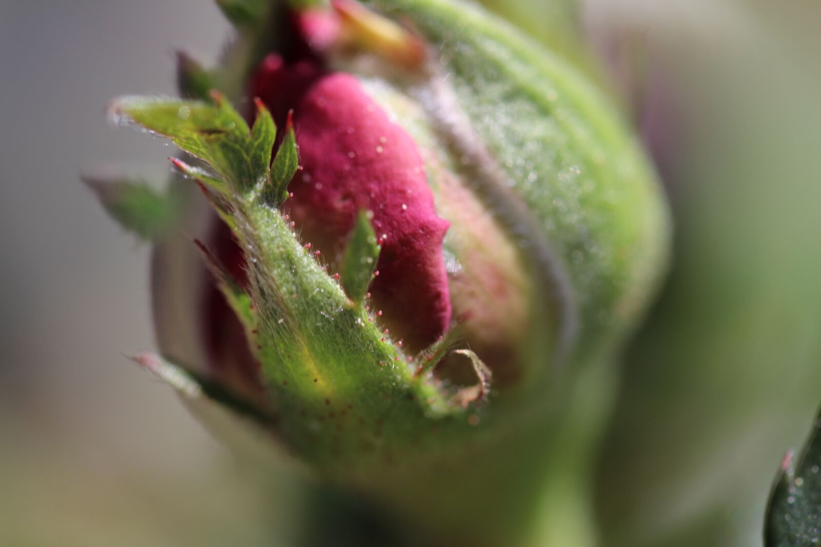 Canon EOS 700D (EOS Rebel T5i / EOS Kiss X7i) sample photo. Bud, to, closed photography