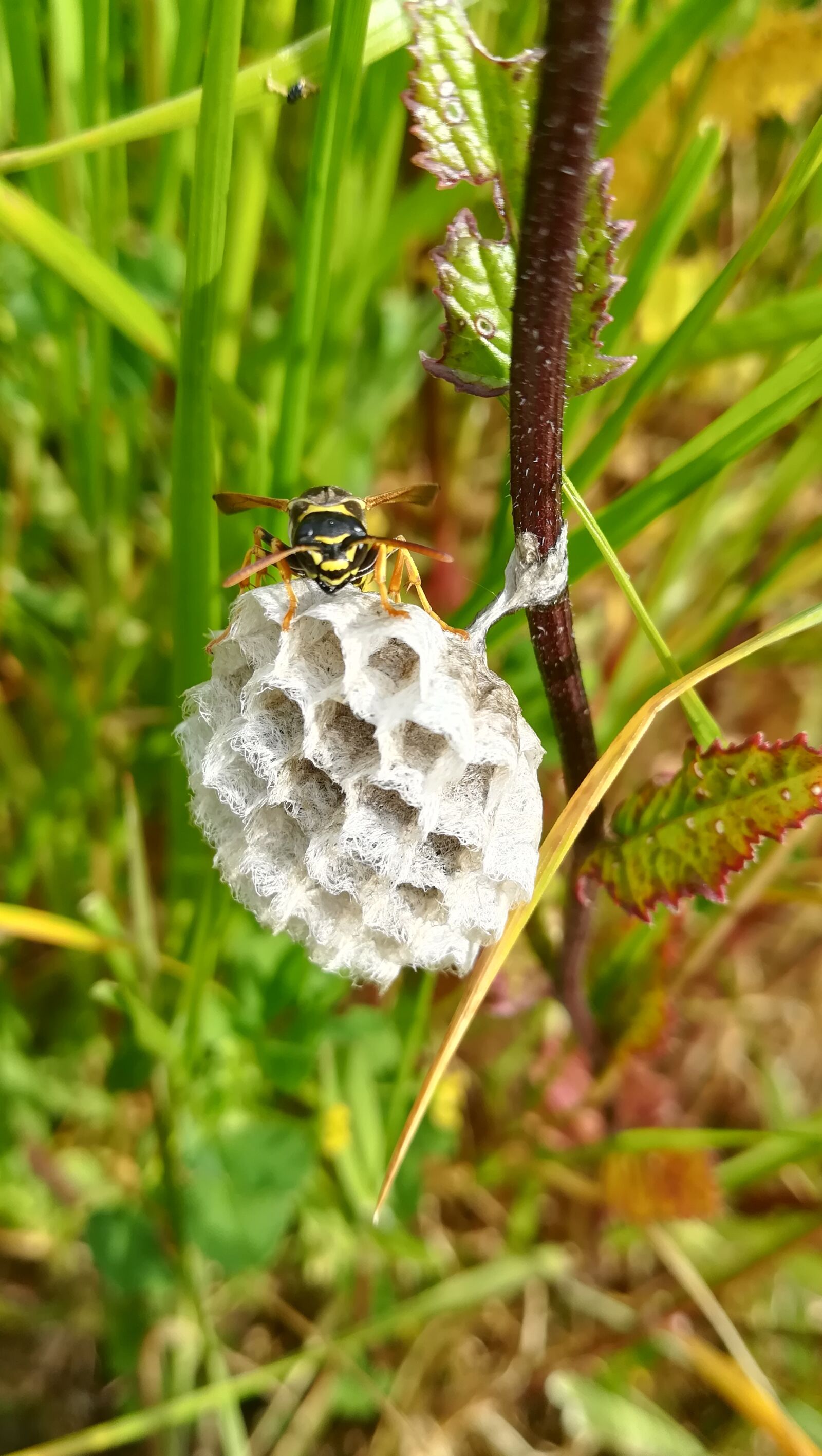 HUAWEI PRA-LX1 sample photo. Nest, wasp, insects photography