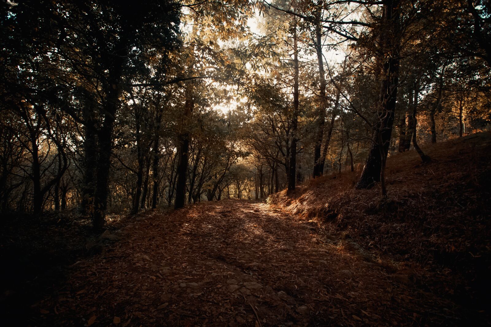 Canon EOS 6D + Canon EF 17-40mm F4L USM sample photo. Forest, sunset, tree photography