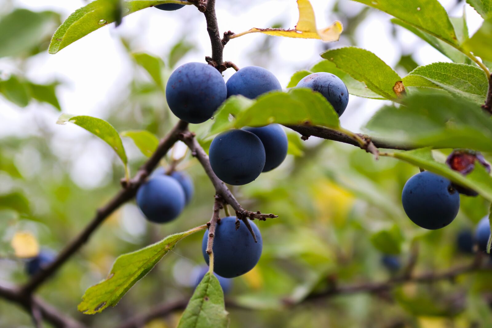 Canon EOS 200D (EOS Rebel SL2 / EOS Kiss X9) sample photo. Plum tree, plum fruit photography