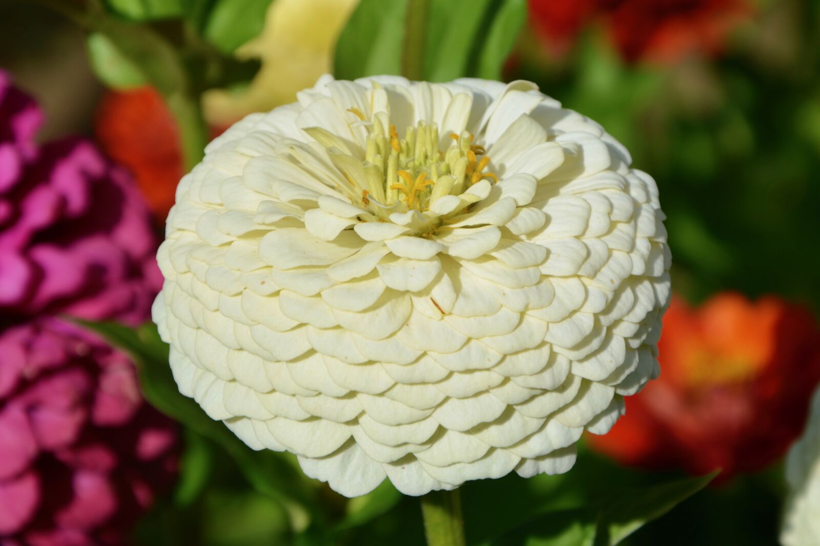 Nikon D5200 sample photo. Flower, plant, bouquet offer photography