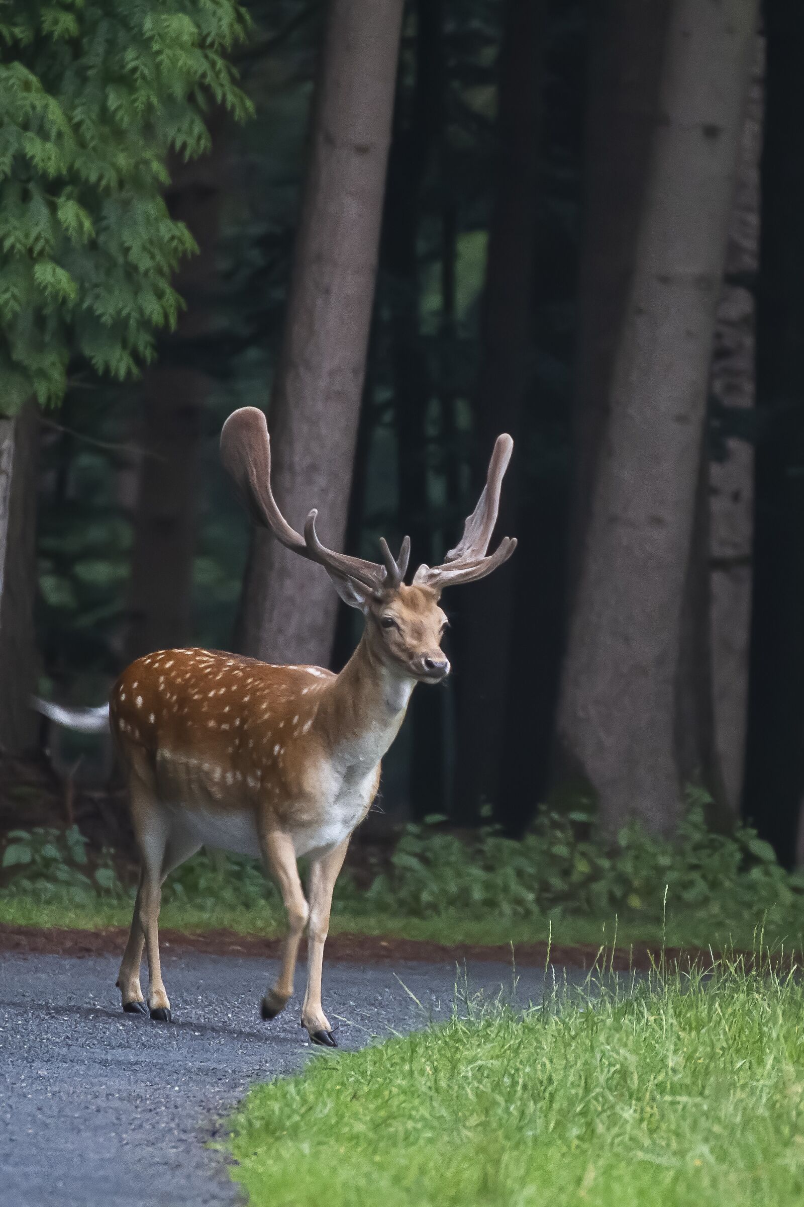 Canon EOS 7D sample photo. Nature, forest, blue photography
