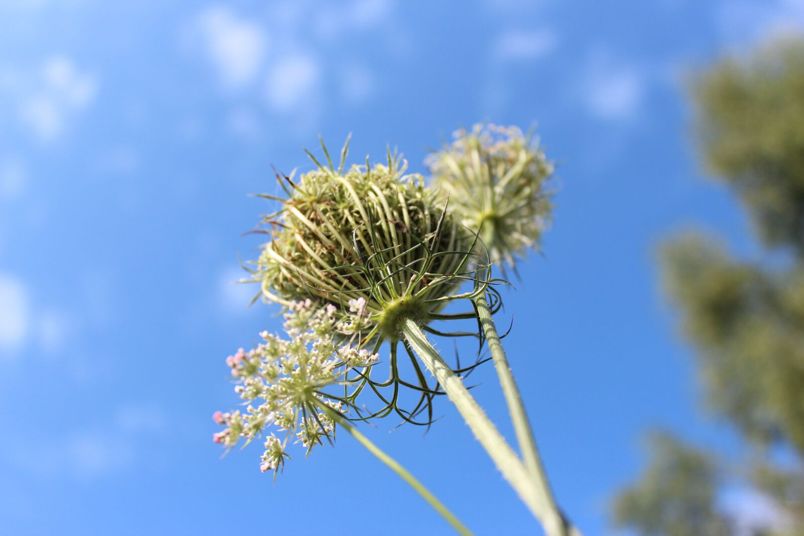 Canon EOS 600D (Rebel EOS T3i / EOS Kiss X5) sample photo. Plant, nature, blue sky photography
