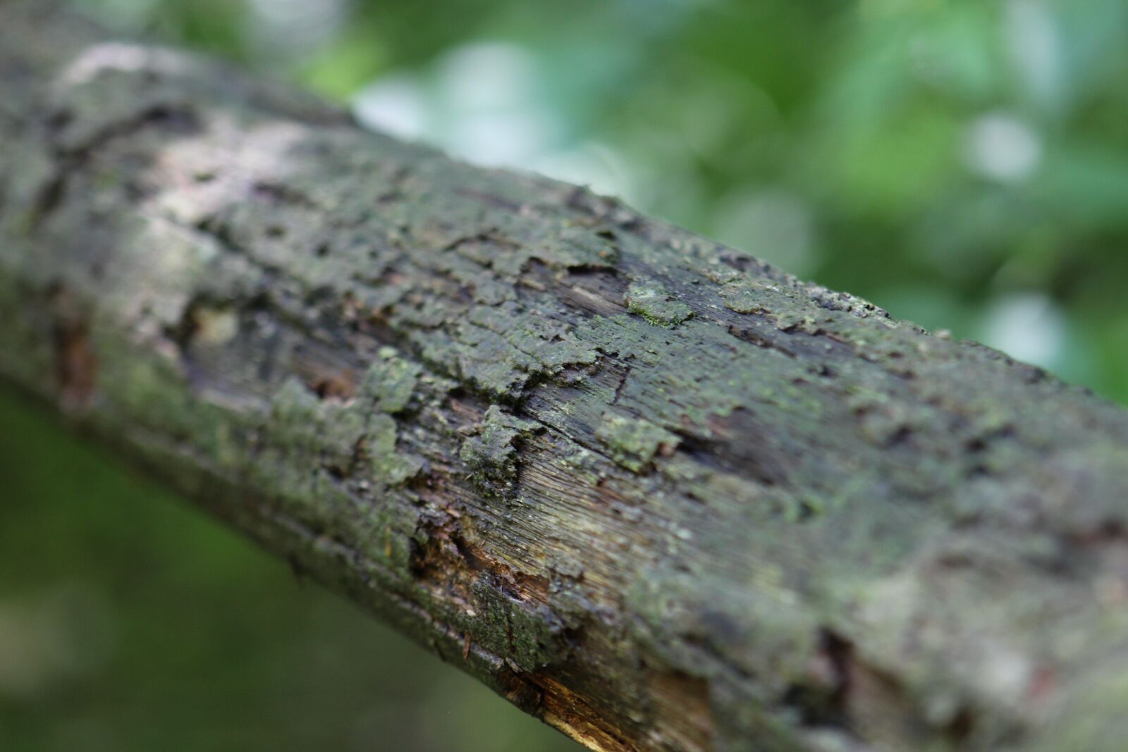Canon EF75-300mm f/4-5.6 sample photo. Nature, wood, tree photography