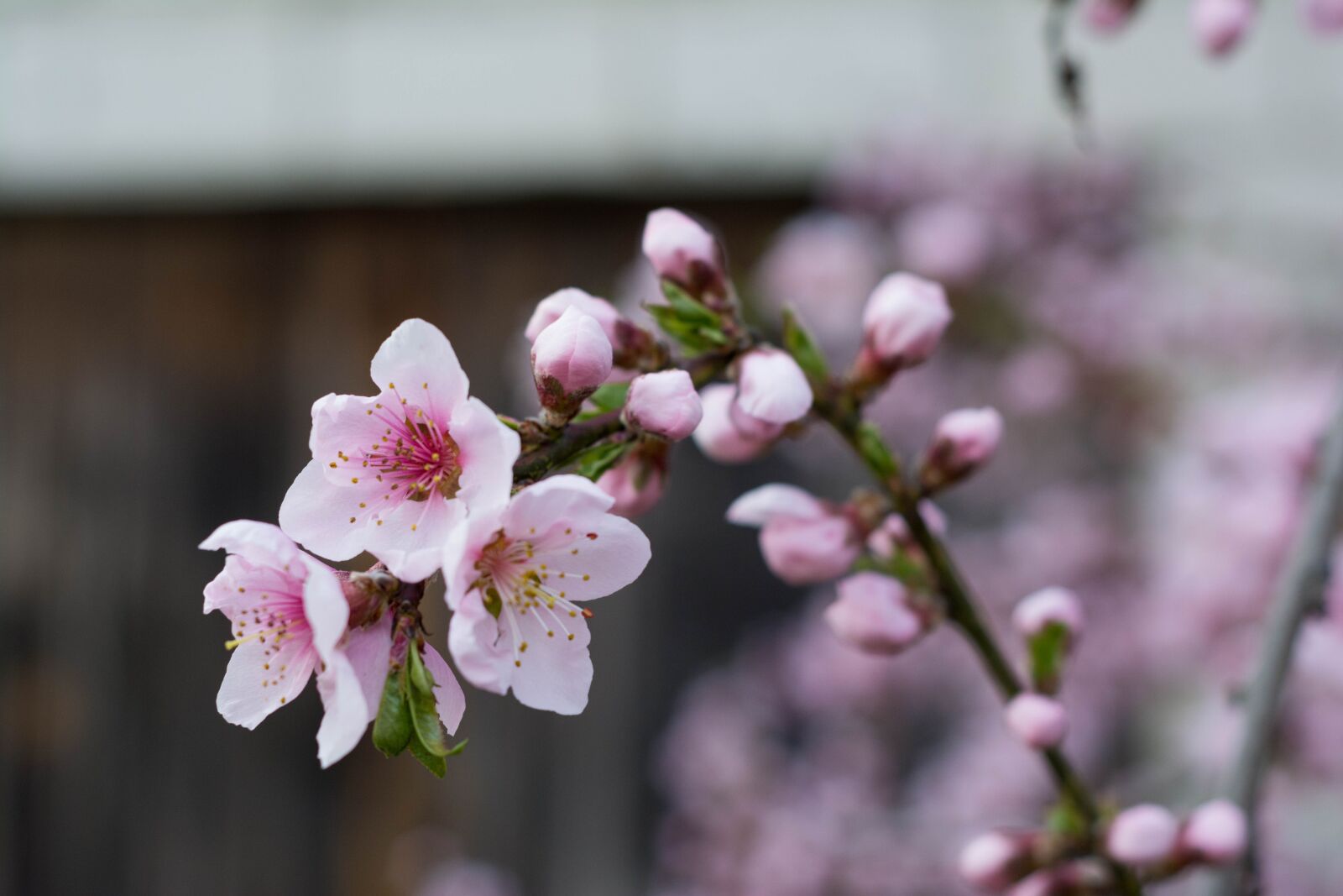 Nikon D5200 sample photo. Nectarine, flowers, spring photography