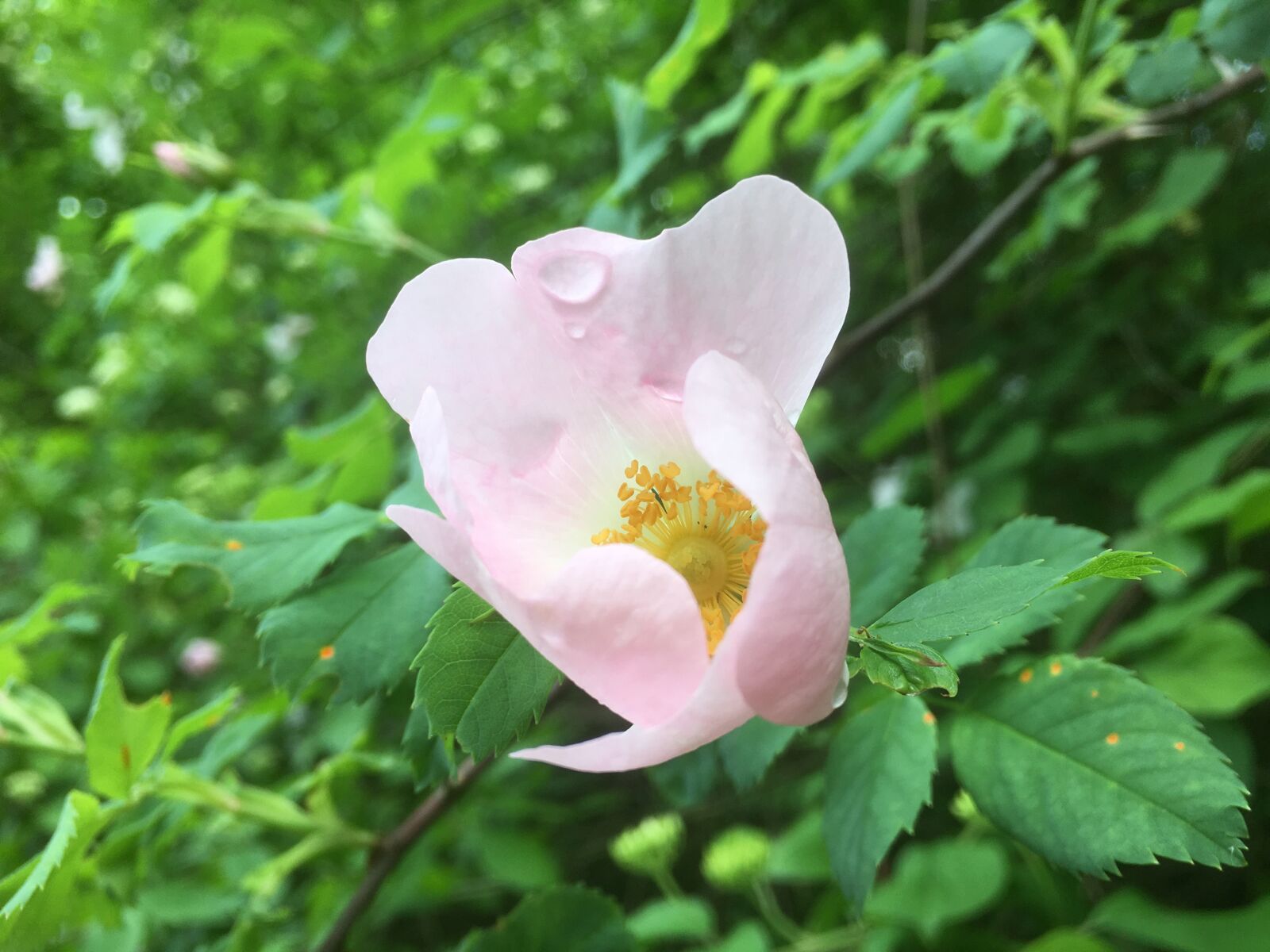 iPhone SE back camera 4.15mm f/2.2 sample photo. Eglantine, flower, dew photography