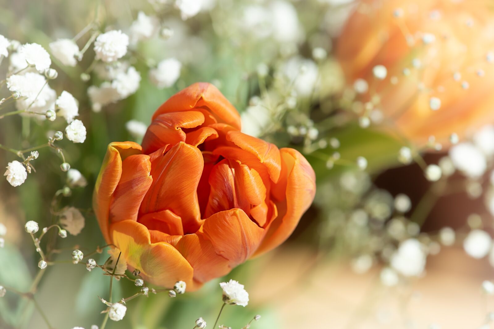 Nikon D750 sample photo. Tulips, flowers, blossom photography