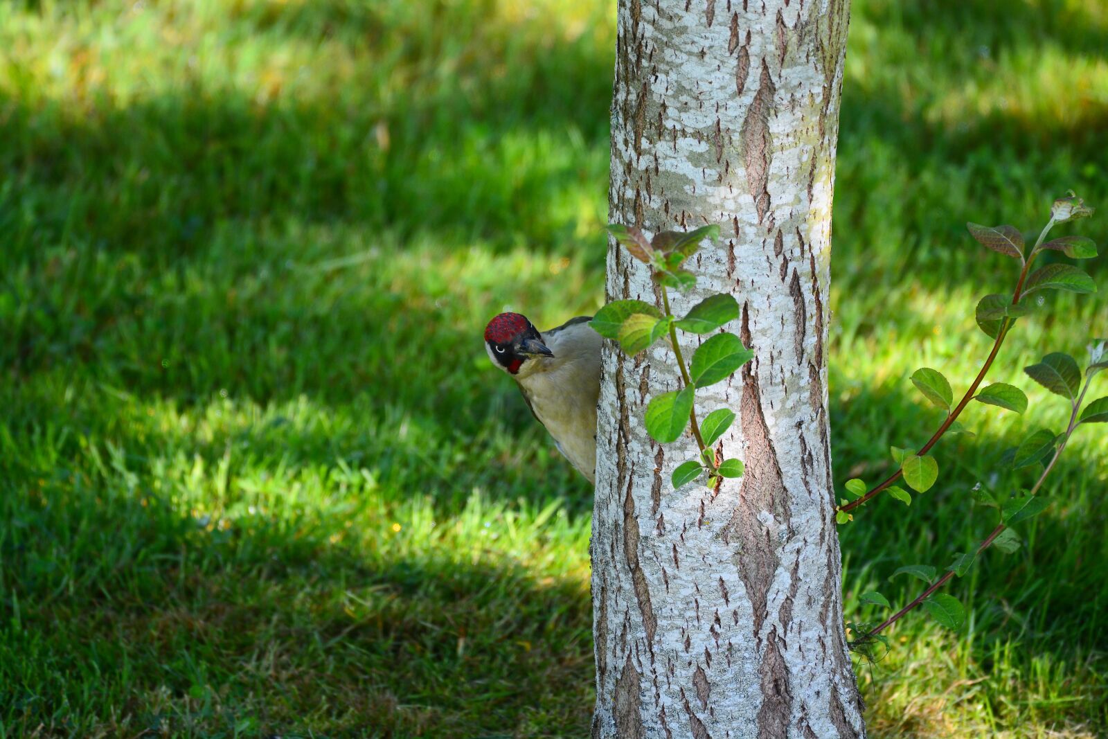 Nikon D7100 sample photo. Green woodpecker, bird, nature photography
