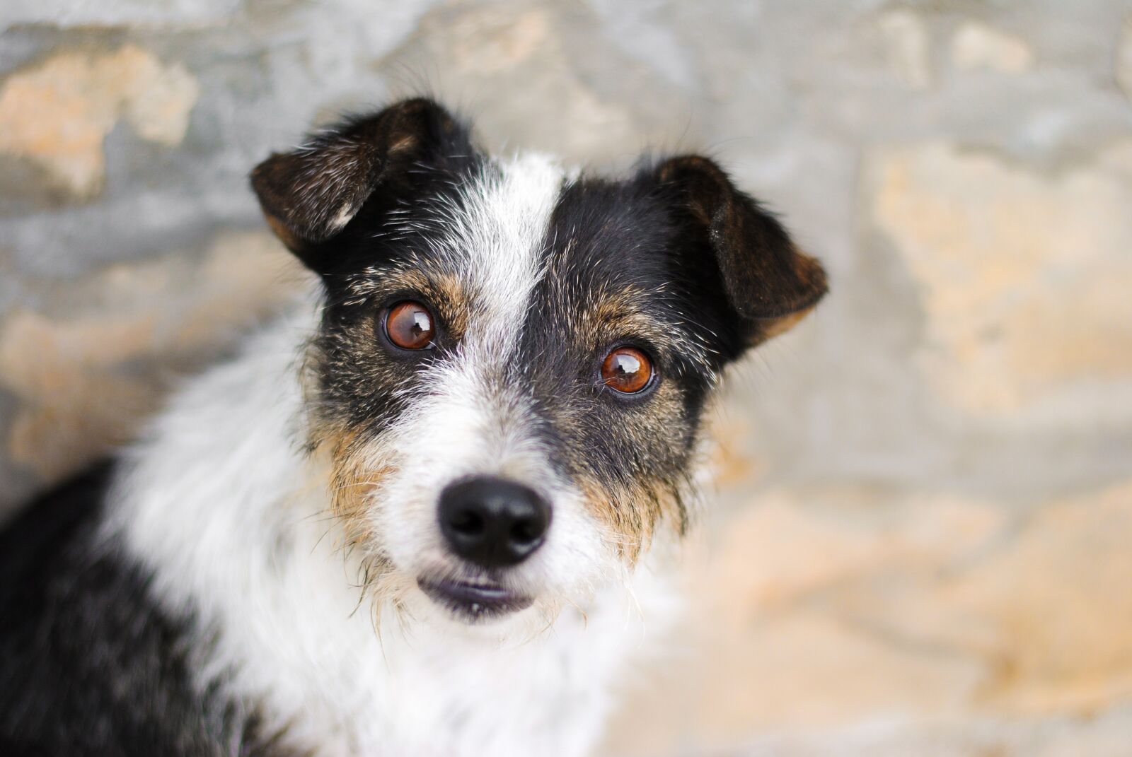Nikon D3000 sample photo. Dog, animal, pet photography