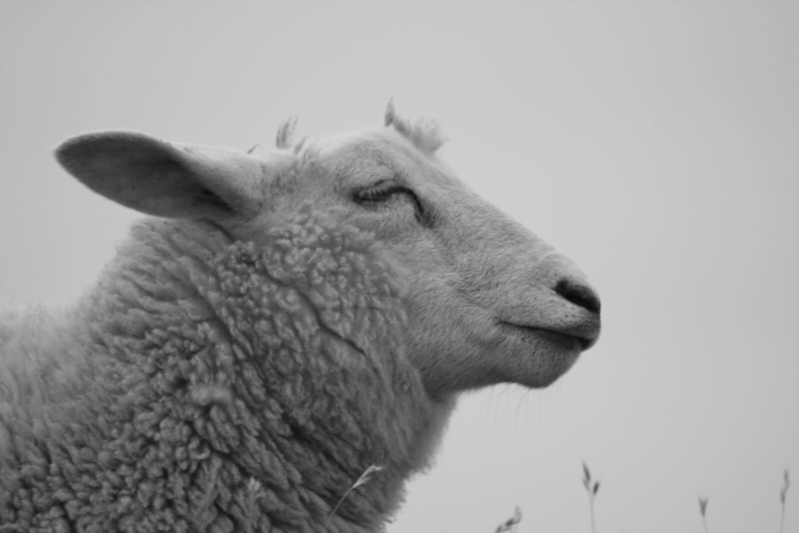 Canon EOS 400D (EOS Digital Rebel XTi / EOS Kiss Digital X) sample photo. Sheep, animal, head photography