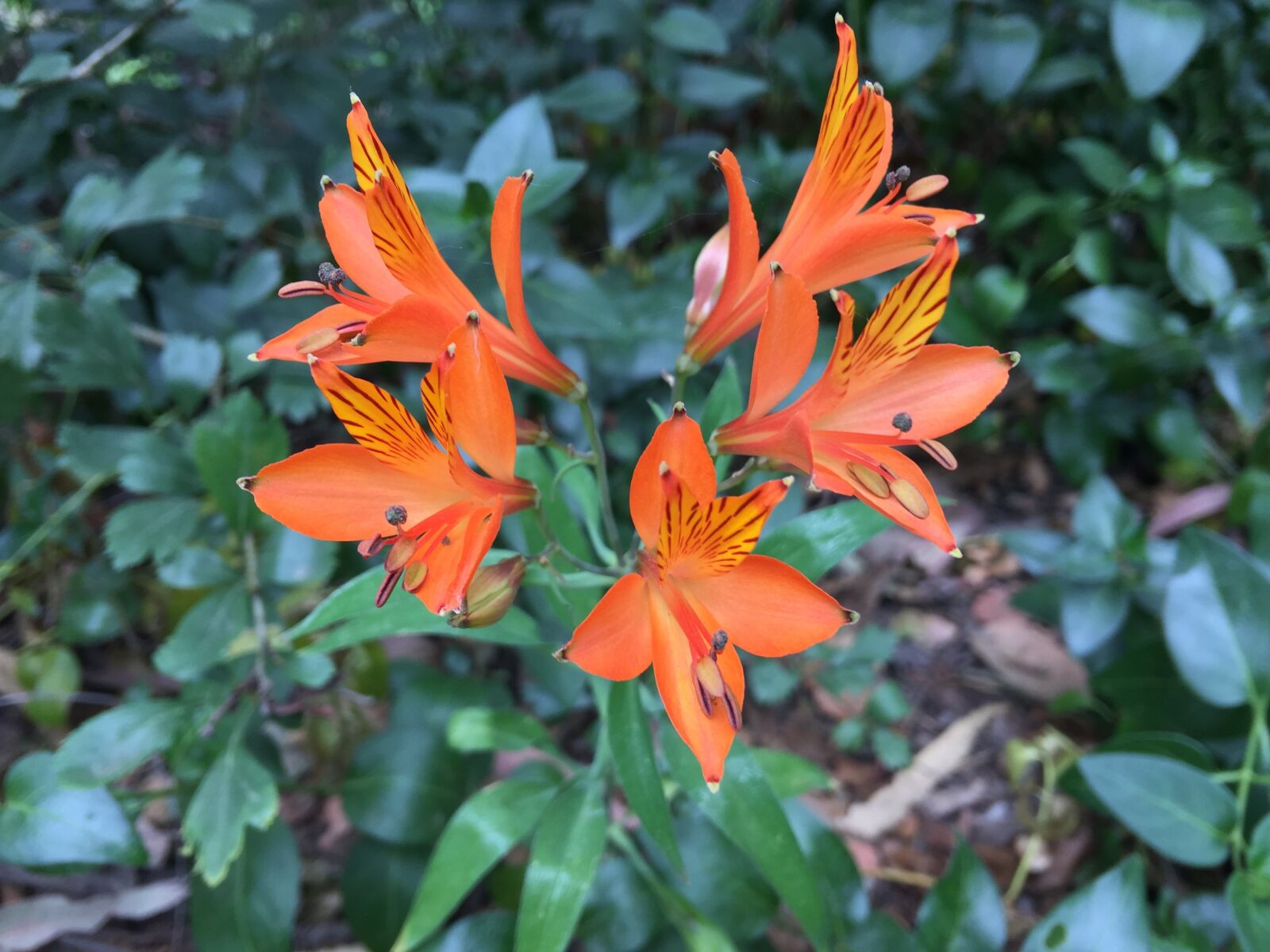 iPhone 6 Plus back camera 4.15mm f/2.2 sample photo. Flowers oranges, nature, flower photography