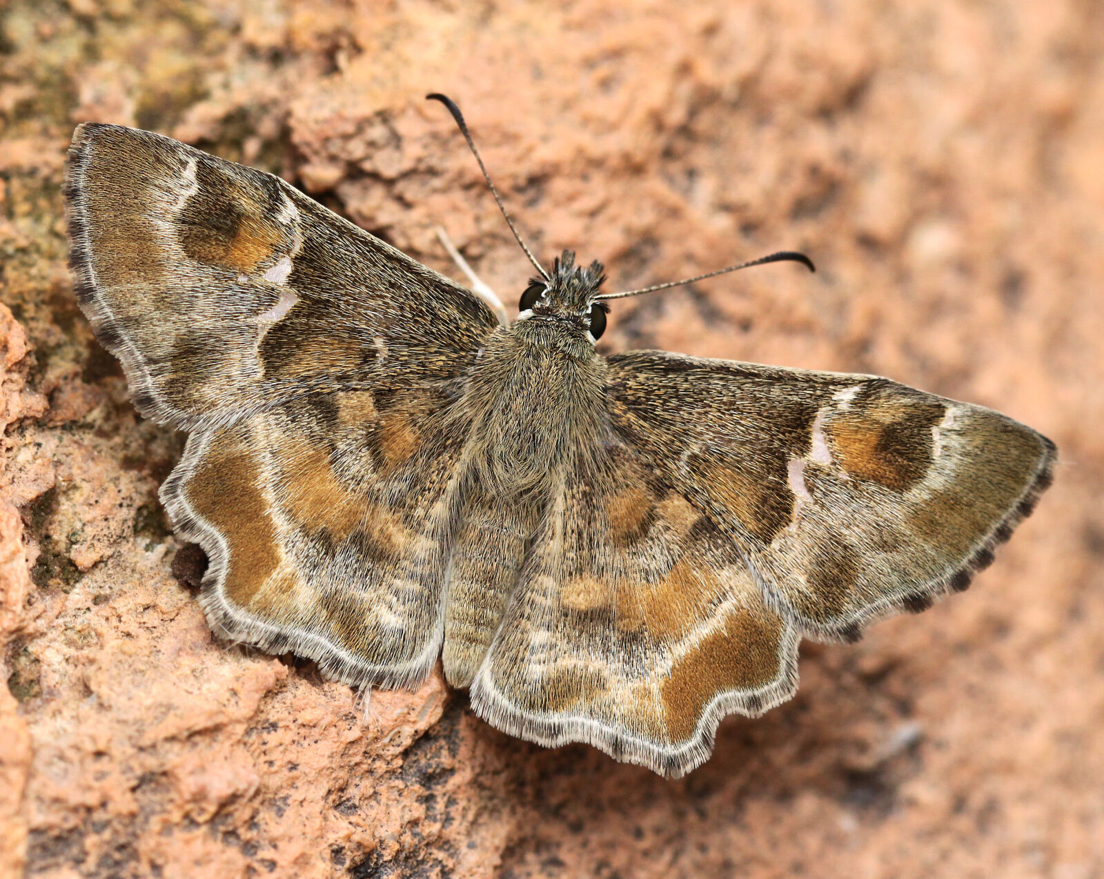 Canon EOS 500D (EOS Rebel T1i / EOS Kiss X3) sample photo