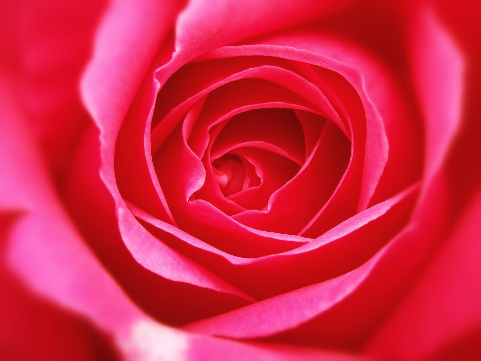 Olympus SZ-15,DZ-100 sample photo. Rosa, roses, petal photography