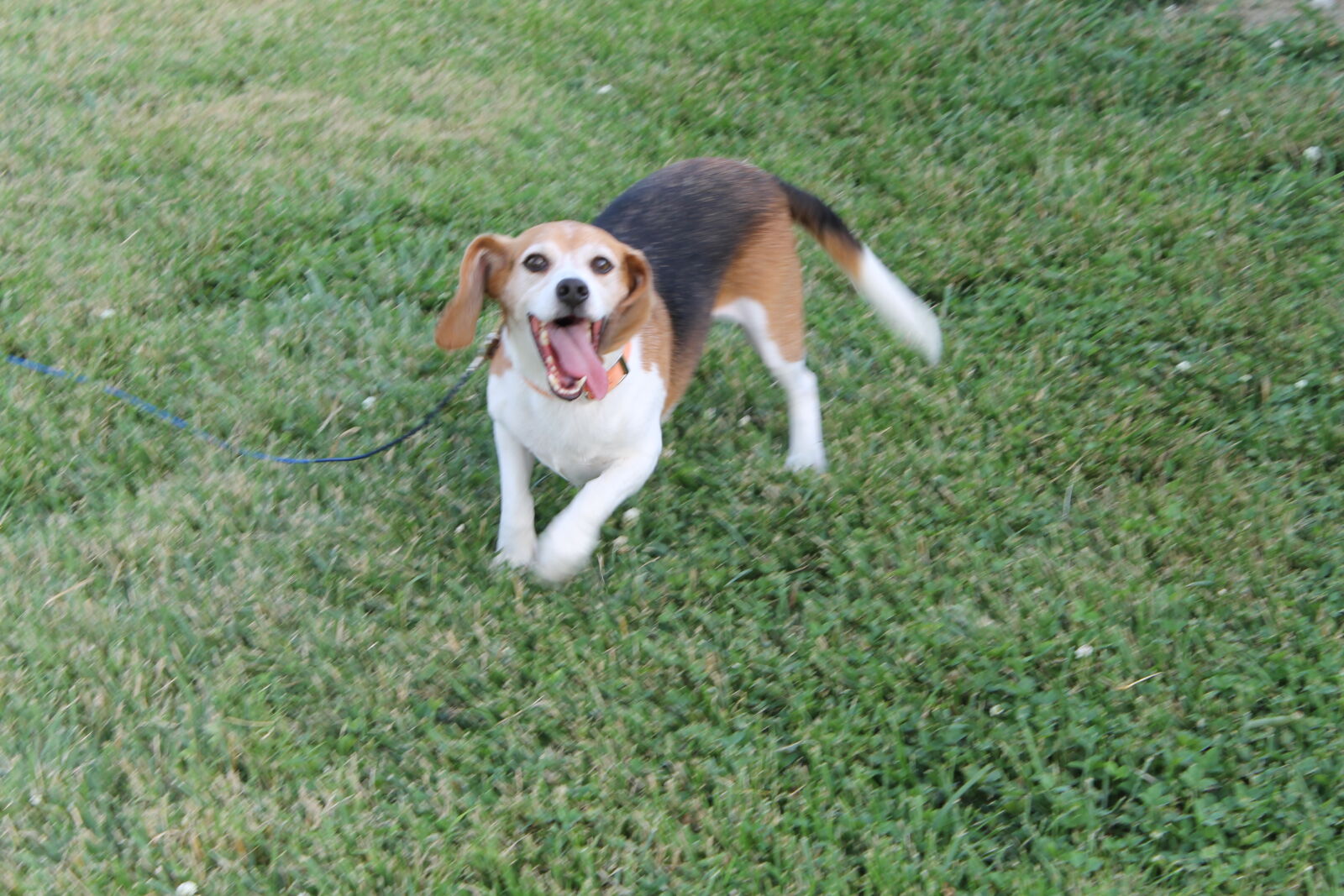 Canon EOS 1100D (EOS Rebel T3 / EOS Kiss X50) sample photo. Animal, animals, beagle, black photography