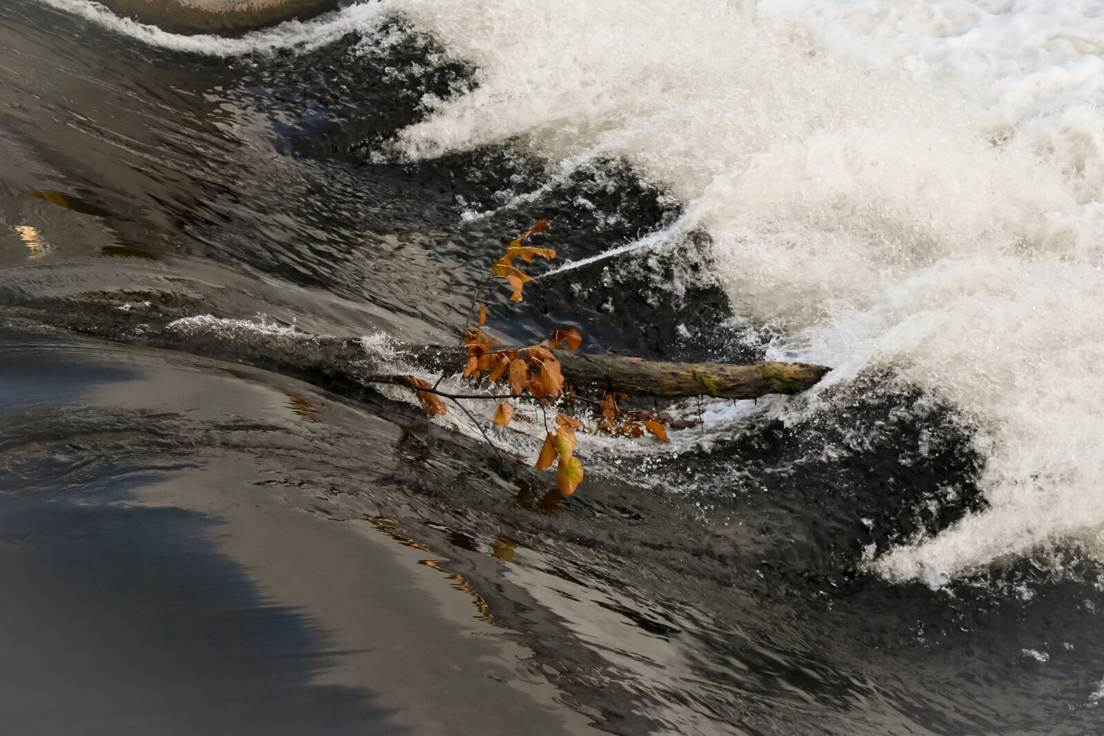 Nikon D3500 sample photo. Water, branch, nature photography