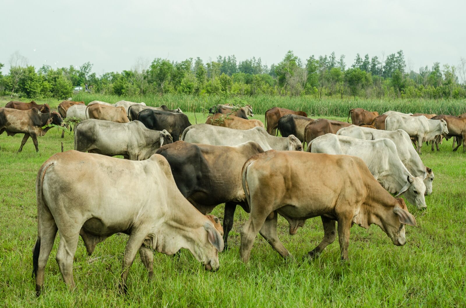 Nikon D5100 sample photo. Cow, nature, animal photography