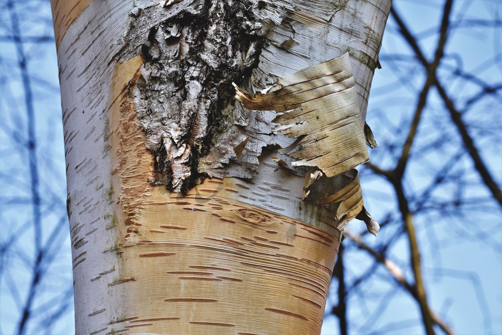 Nikon D7200 sample photo. Schälbirke, birch, bark photography