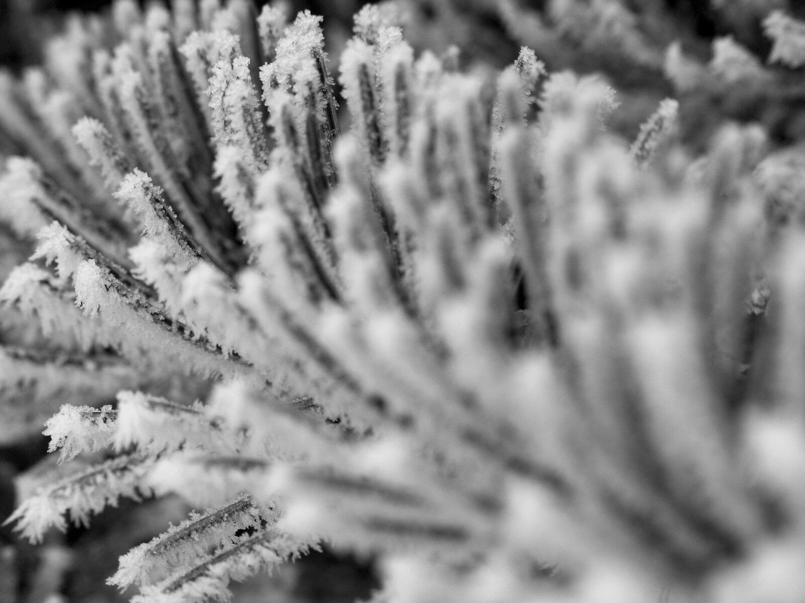 KONICA MINOLTA DiMAGE 7 sample photo. Winter, flake, nature photography