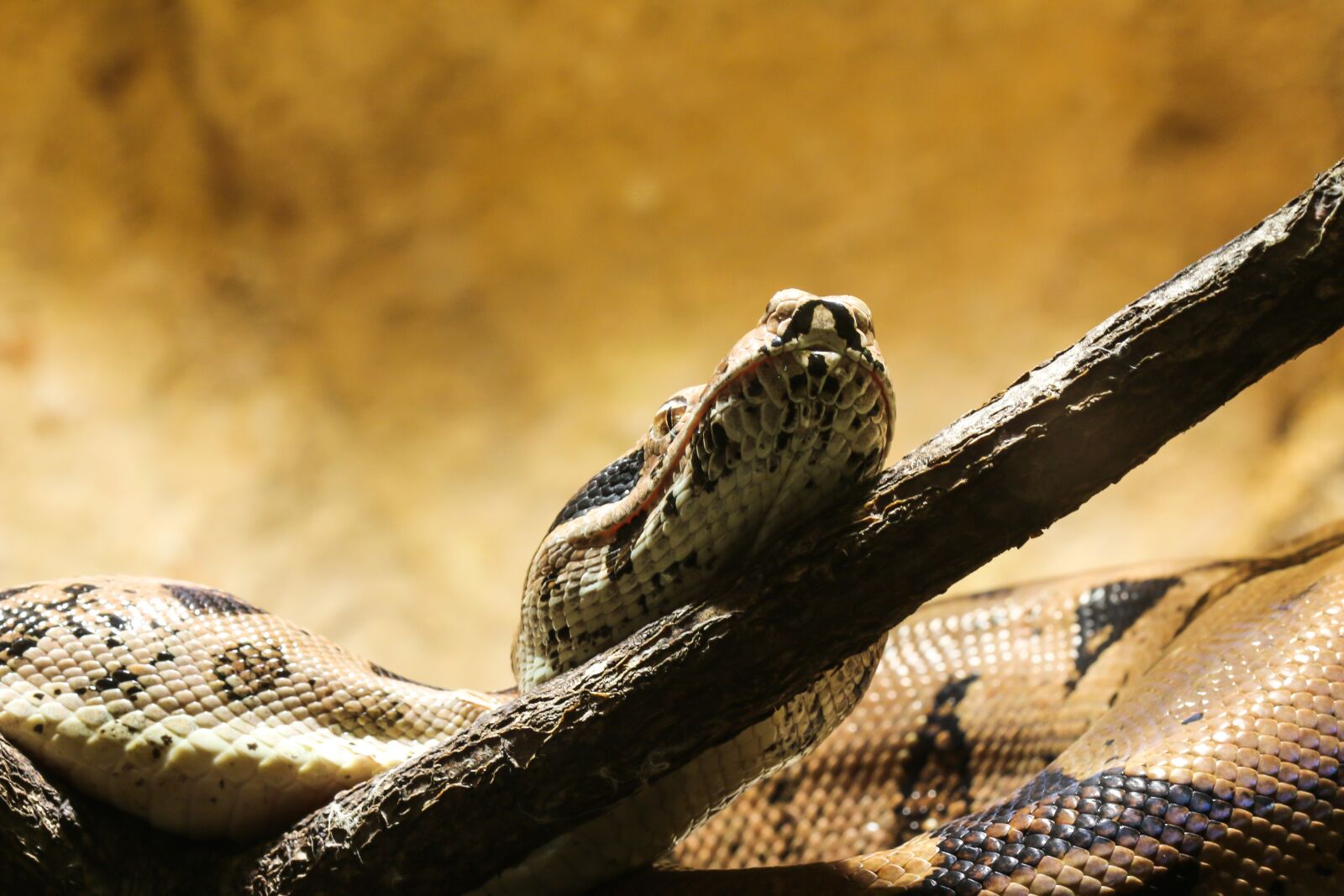 Canon EOS 70D sample photo. Snake, boa, boa constrictor photography