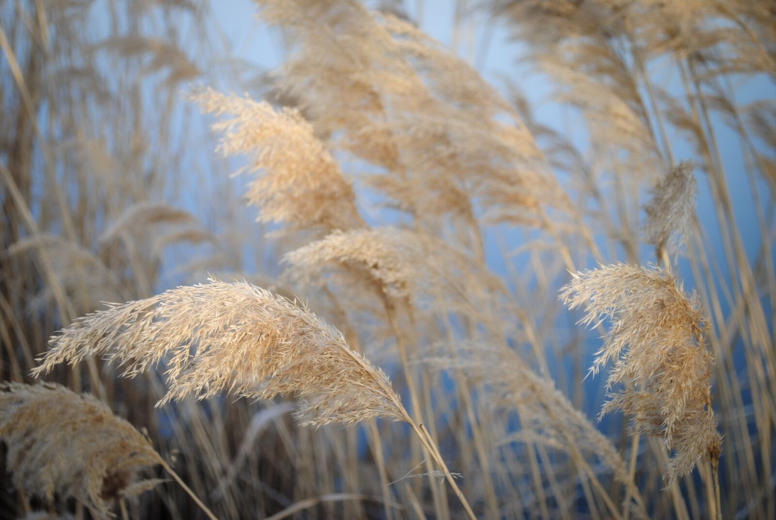 Nikon D3000 sample photo. Grass, herb, bush photography