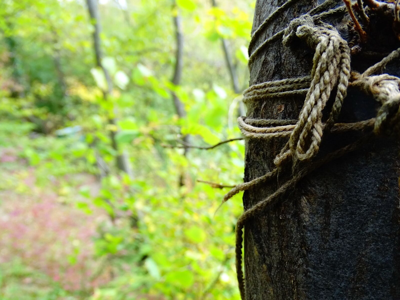 Sony Cyber-shot DSC-HX400V sample photo. Cord, forest, tree photography
