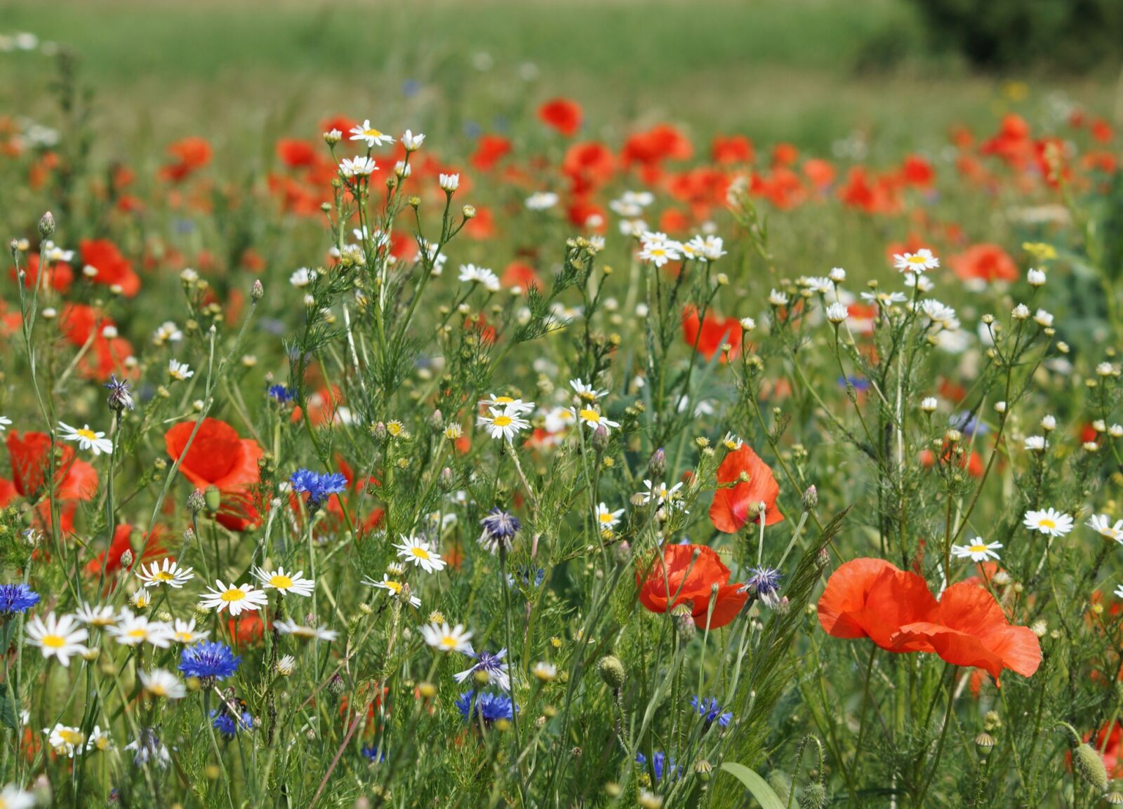 Sony SLT-A65 (SLT-A65V) sample photo. Meadow, flowers wildflowers, cornflower photography