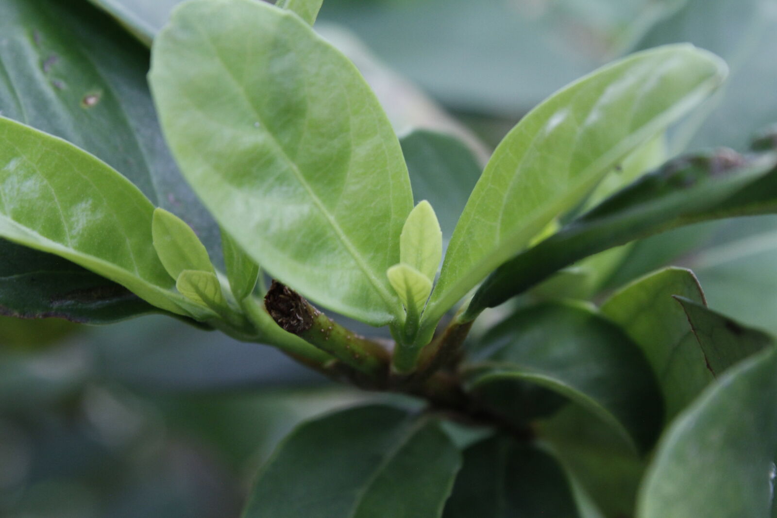 Canon EOS 7D sample photo